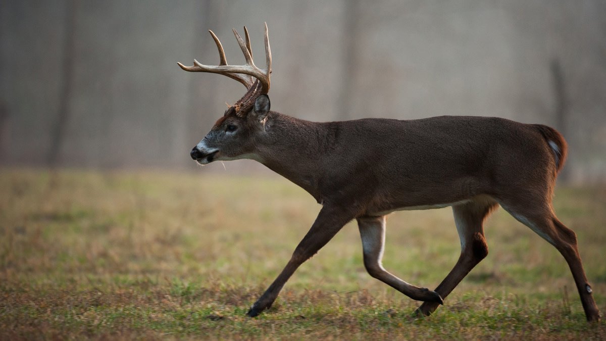 A white-tailed deer with antlers walking through a grassy field.