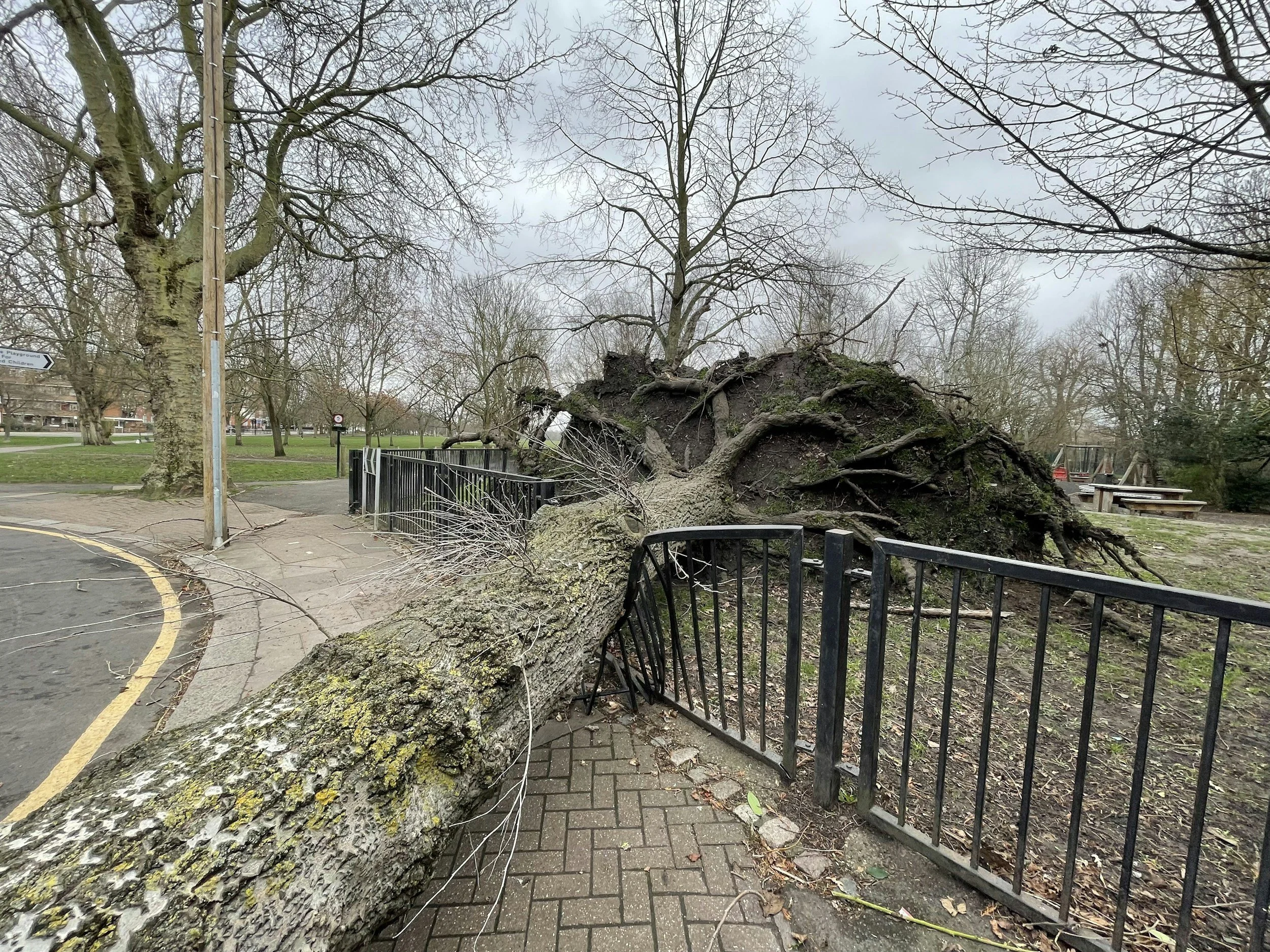 A large uprooted tree lying across a sidewalk and part of a park, with fallen branches and exposed roots, caused by a storm or strong wind.