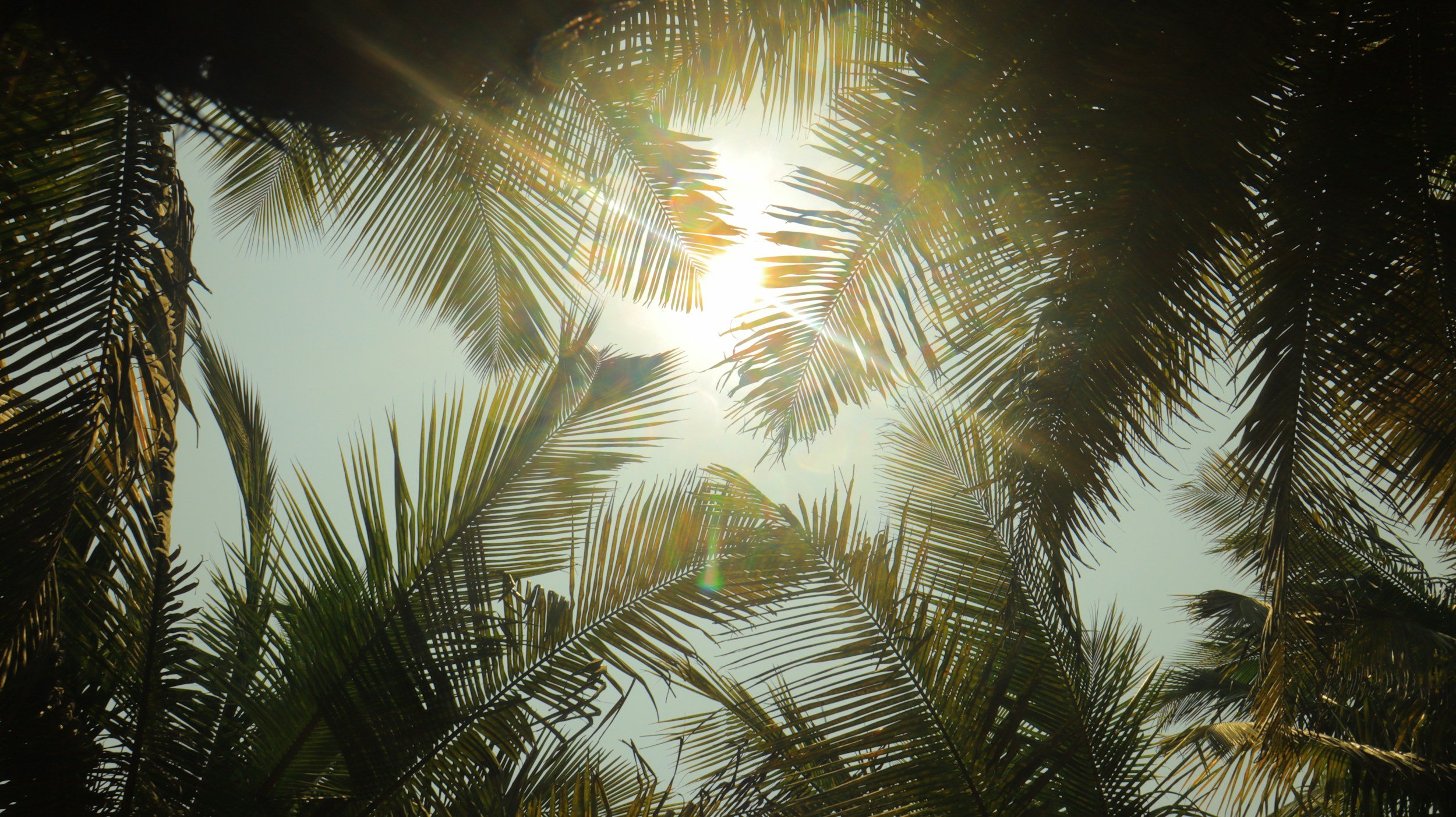 Sunlight shining through palm tree leaves against a clear sky.