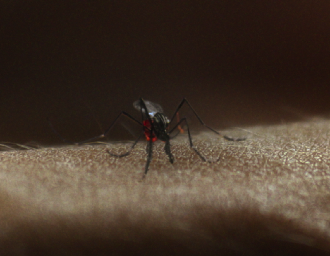 Dexter: Original Sin - Title Sequence