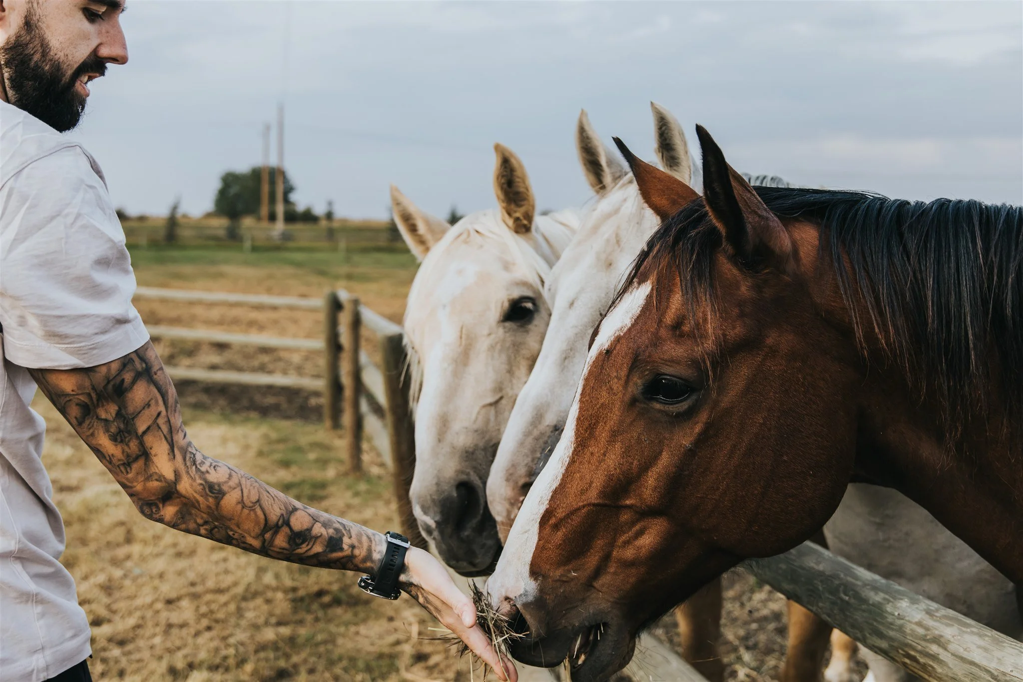 A man with tattoos on his arm holding hay out to a line of four horses in a fenced field, feeding them.