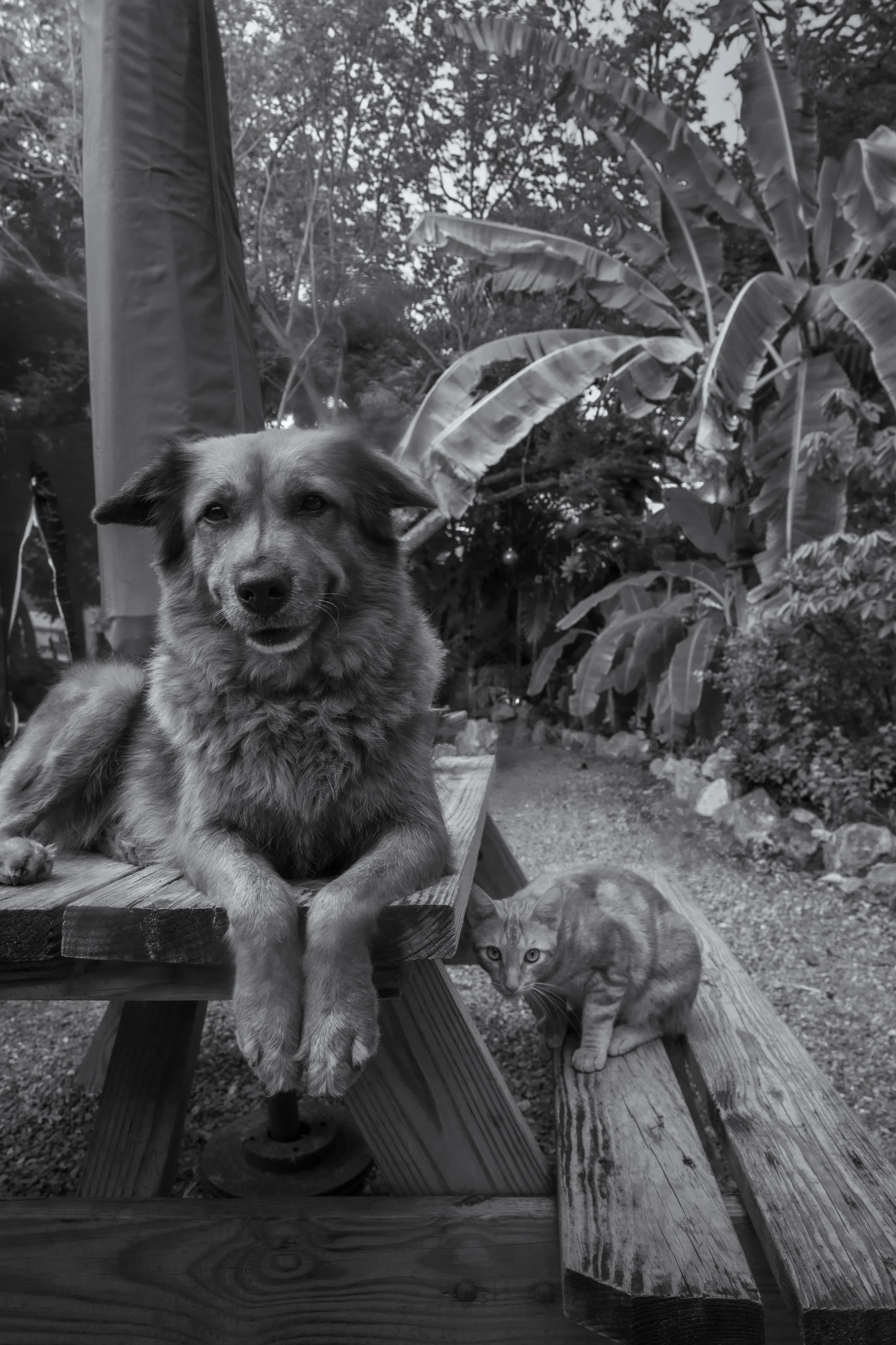 A dog sitting on a wooden picnic table with two cats. One cat is lying on the table and the other is sitting on the lower bench. In the background, there are banana plants and trees.