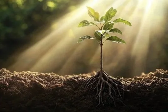 A Rooted Reset Summer Workshop