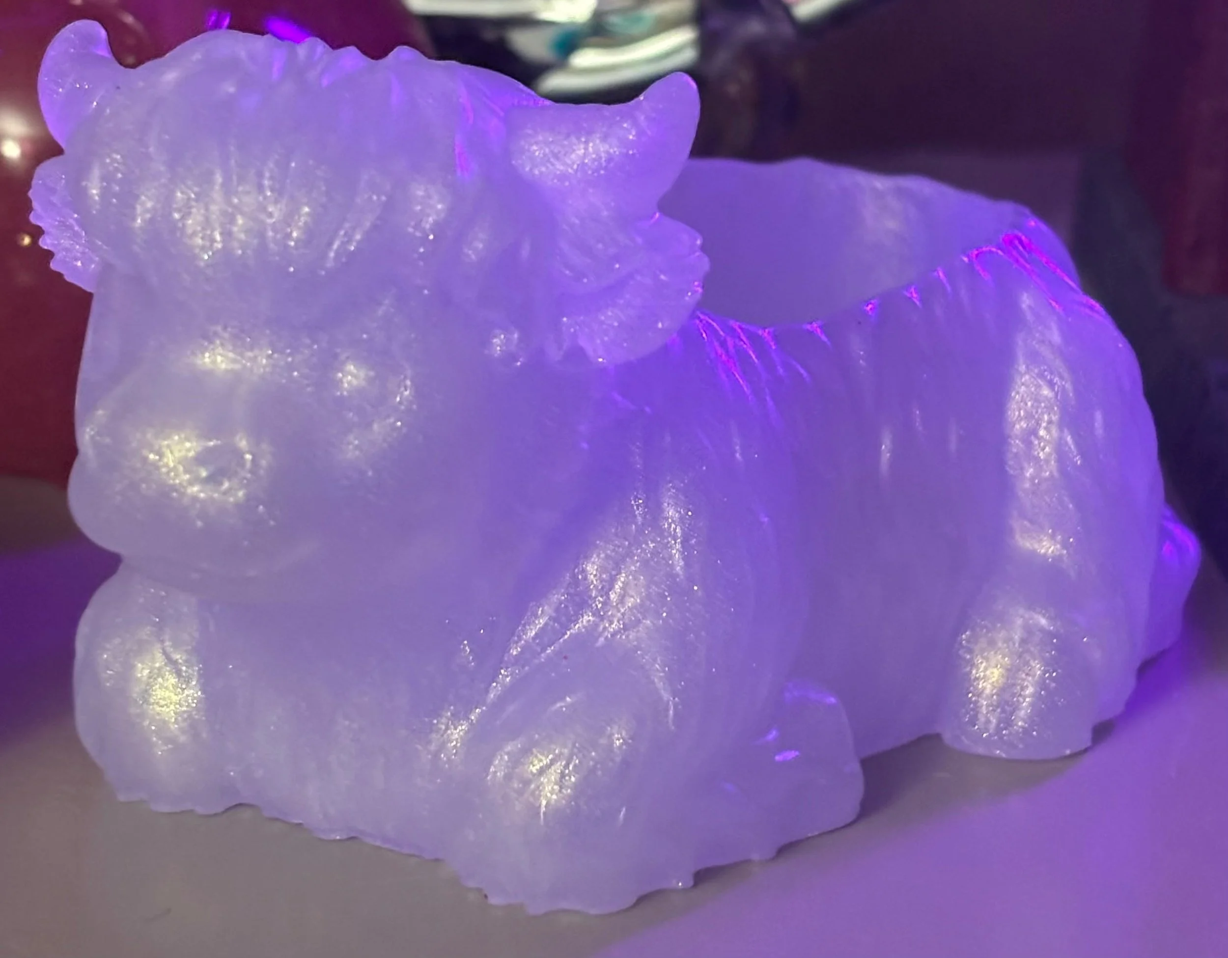 Pearl white Highland cow (3).JPG