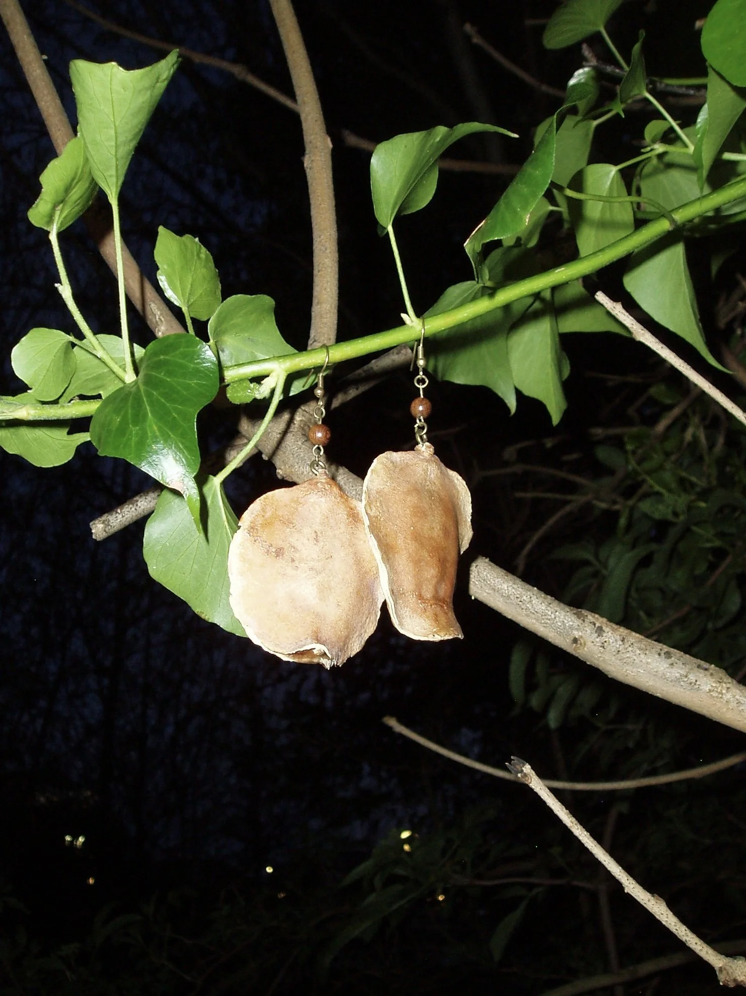 Jacaranda Seed Earrings