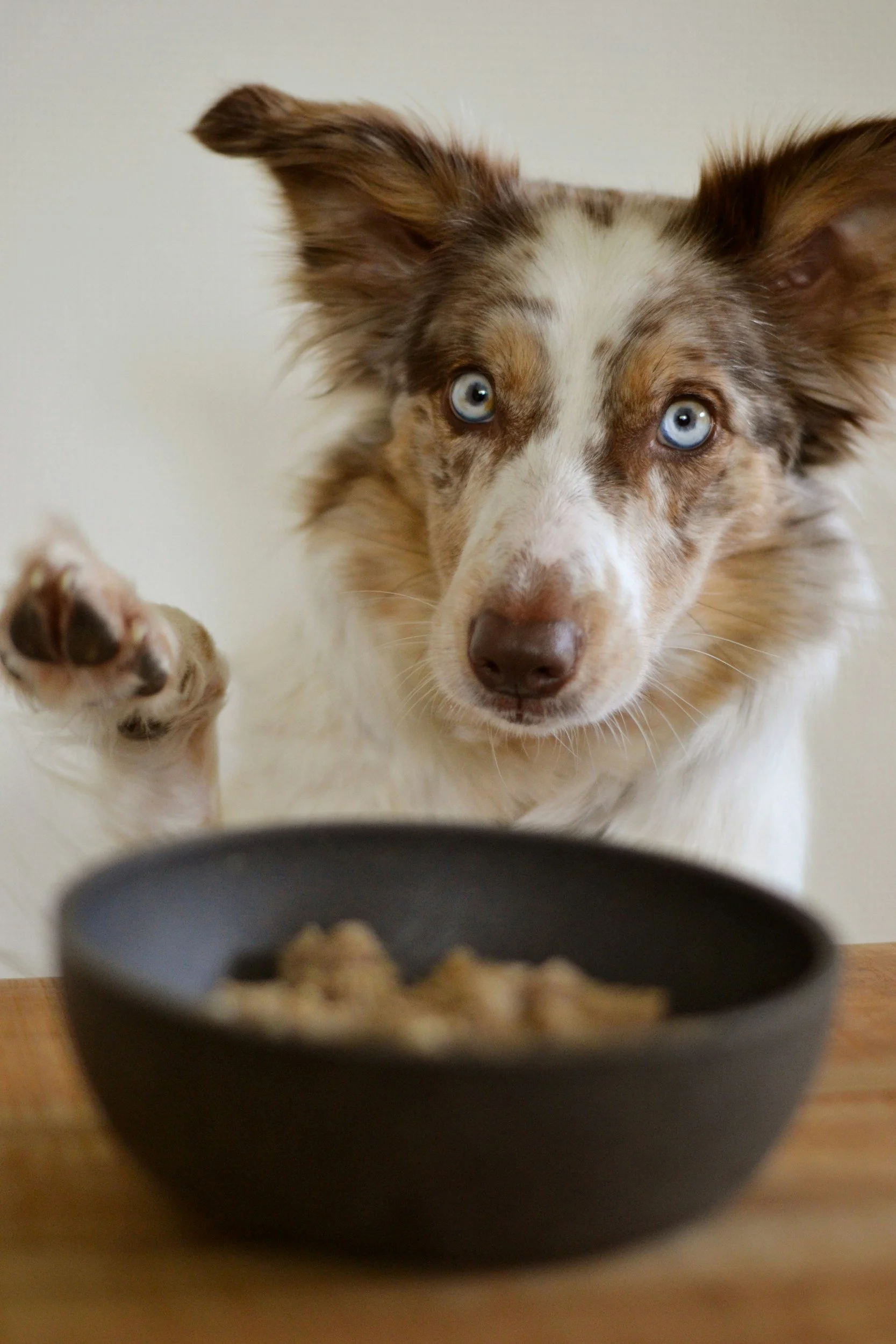 Ein Australian Shepherd Hund schaut neugierig auf eine schwarzschüssel mit Hundefutter, während er mit einer Pfote nach vorne streckt.