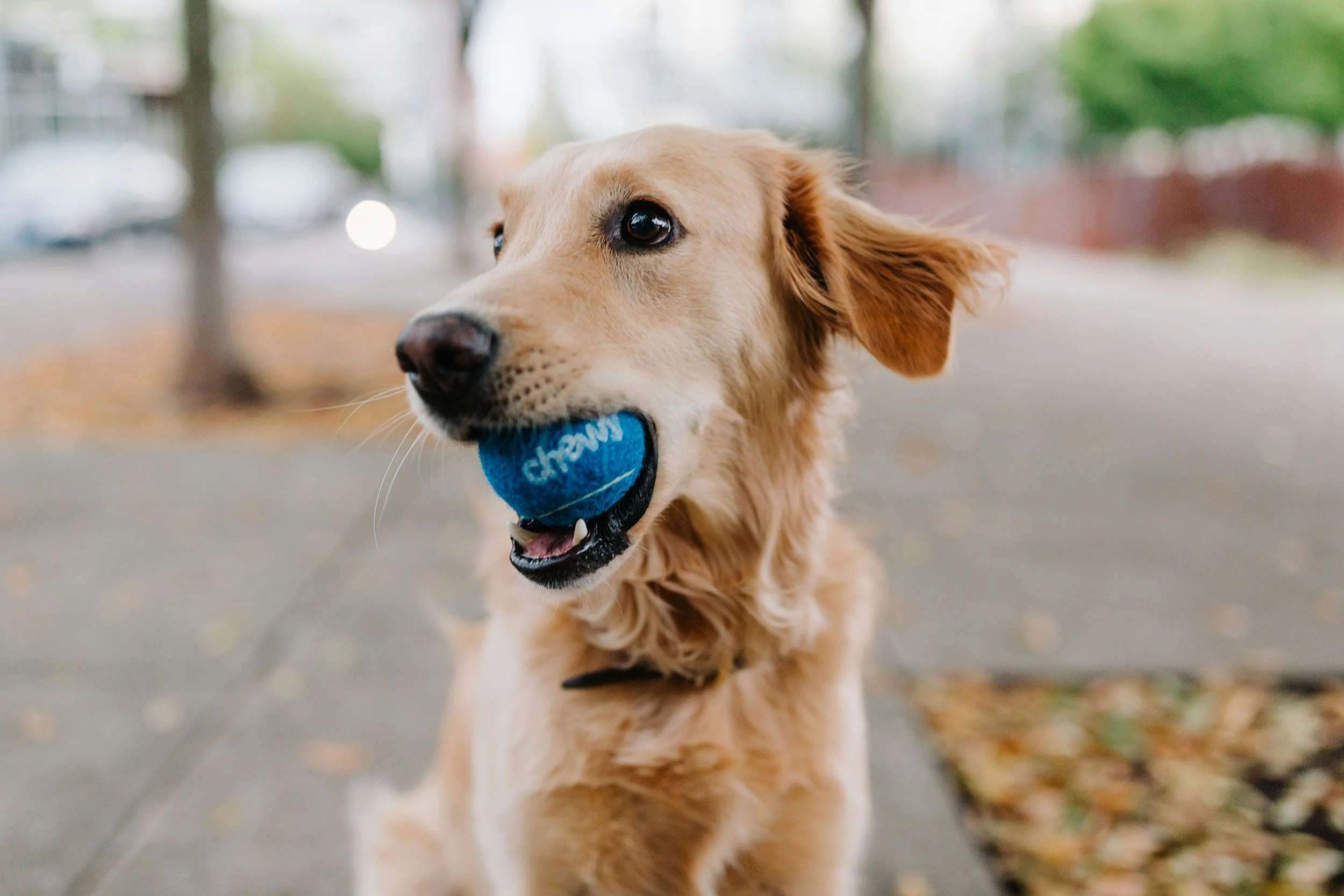 Golden Retriever mit blauer Ball im Maul, draußen im Park mit Herbstlaub.