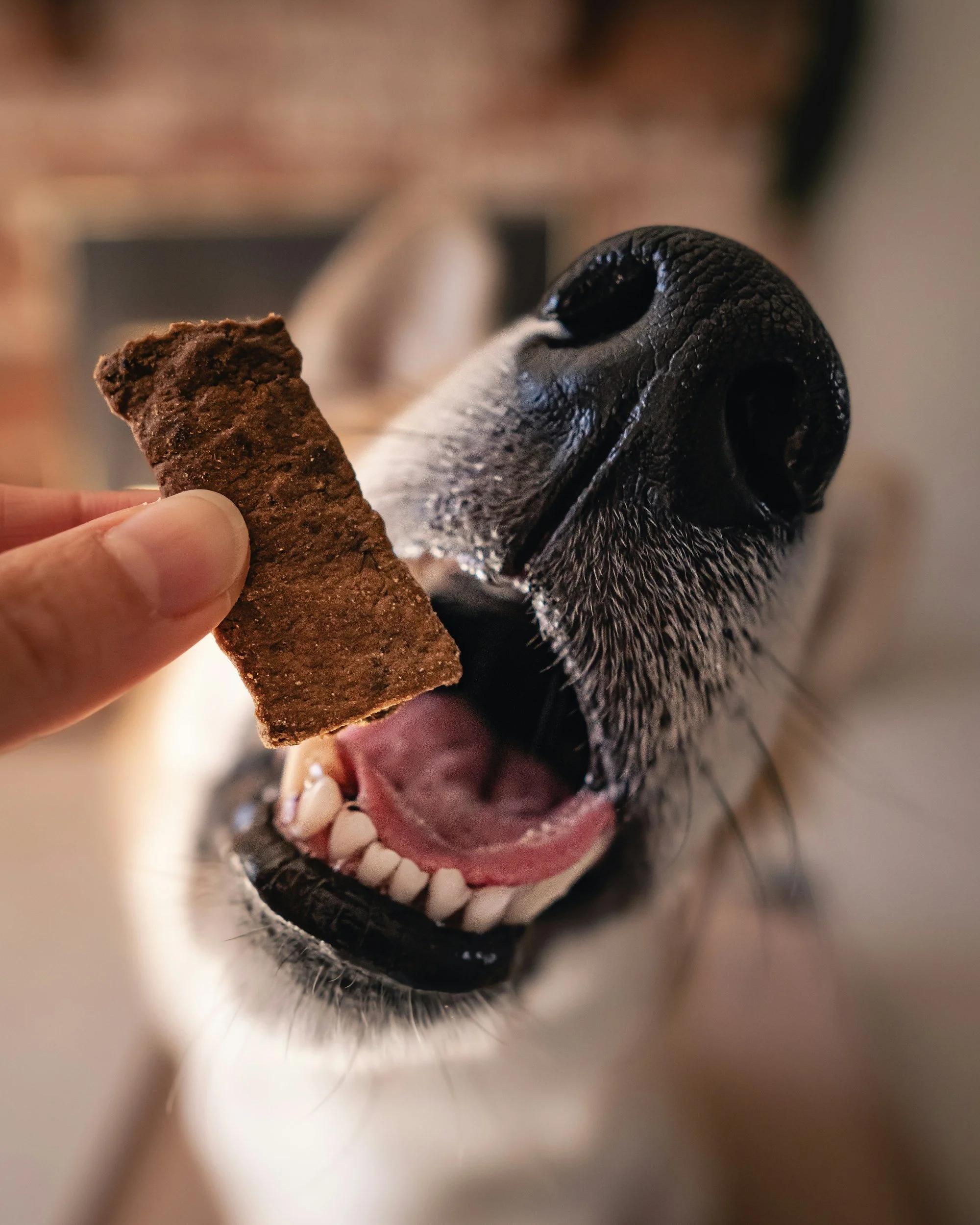 Nahaufnahme eines Hundes, der zum bevorstehenden Bissen nach einem Stück Hundekuchen öffnet.
