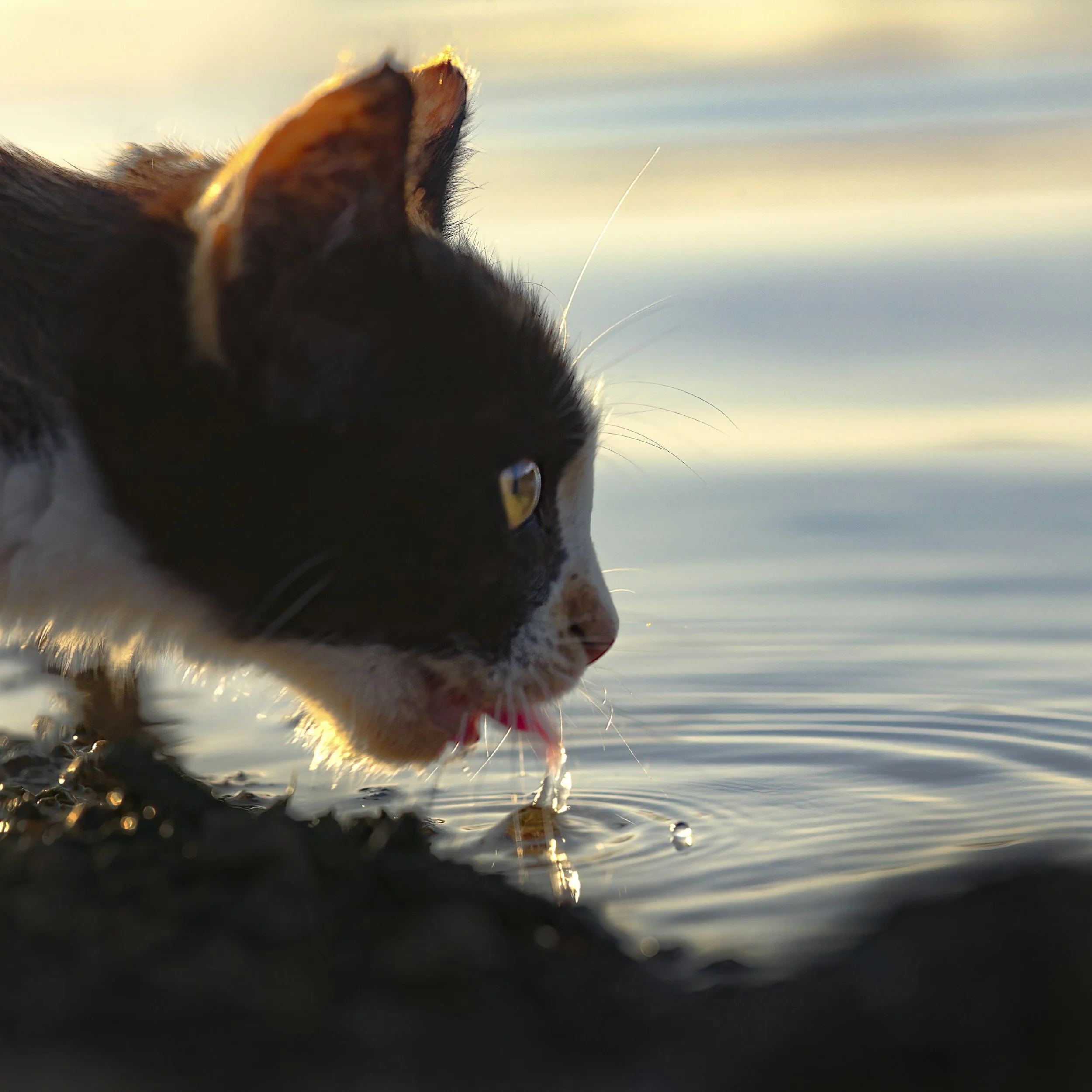 Warum deine Katze zu wenig trinkt — und was das für ihre Gesundheit bedeutet