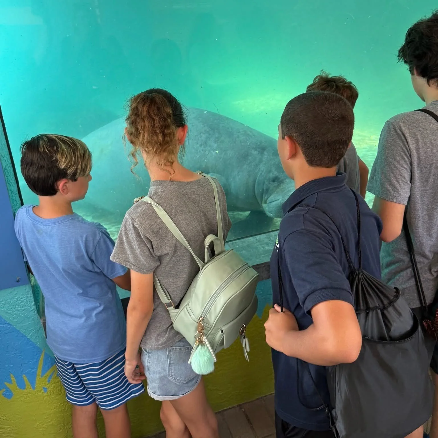 Group of children looking at a manatees through a glass window at an aquarium.