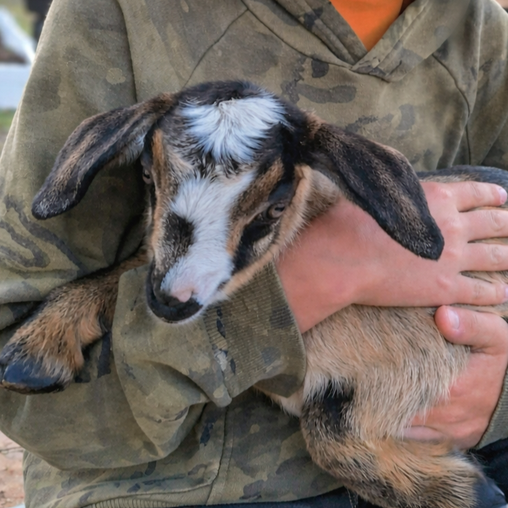 Person holding a young goat with a camo jacket