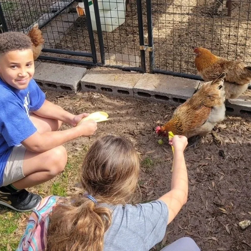 Two children feeding chickens through a fence at a farm or petting zoo.