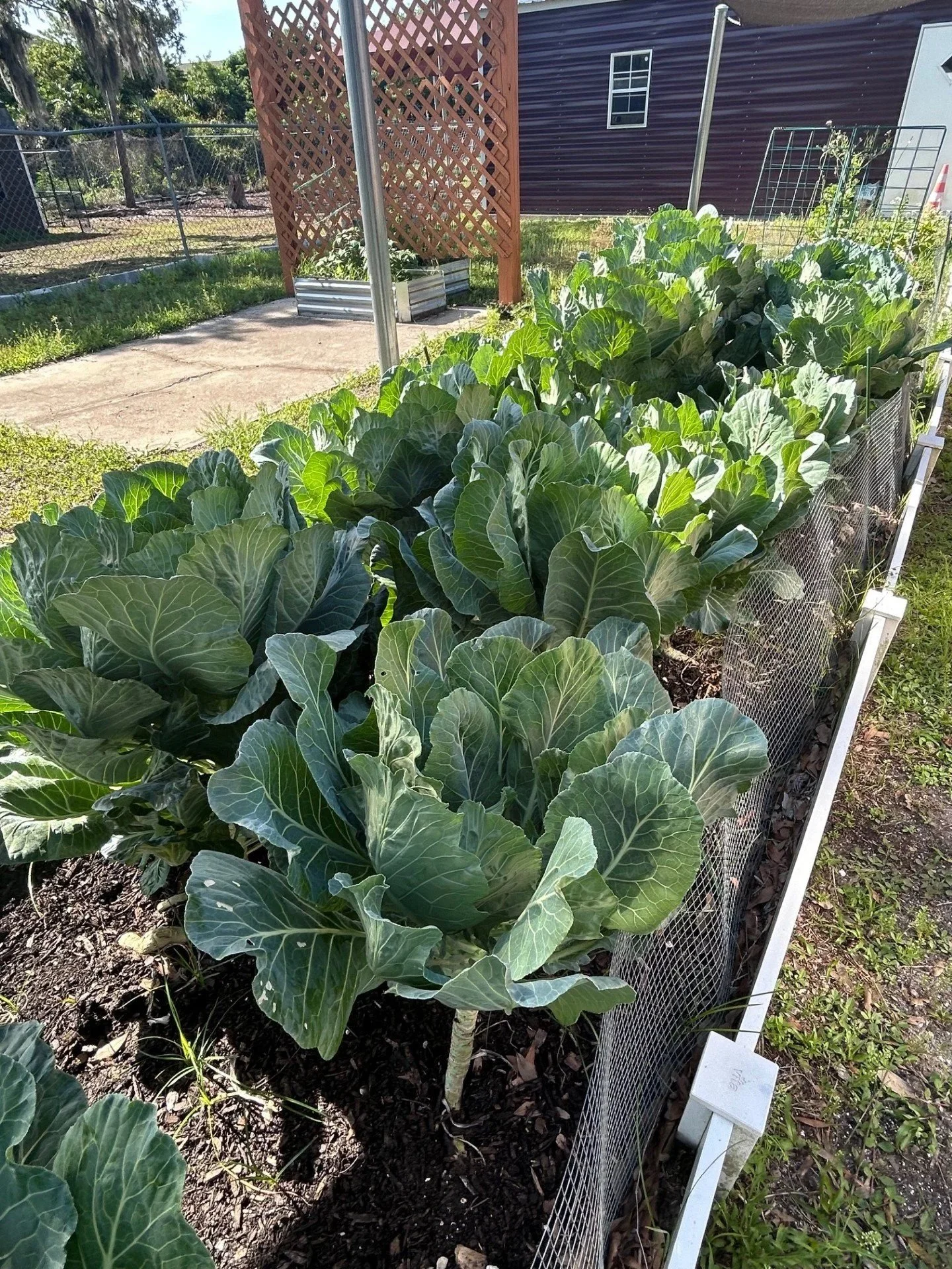Raised garden bed with leafy green plants, likely cabbages, next to a metal fence and a house with purple siding and a small window.