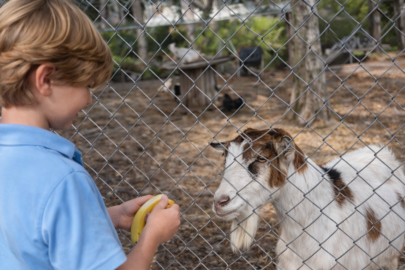 A young boy with light brown hair in a blue shirt feeding a baby goat through a chain-link fence at a farm or petting zoo.