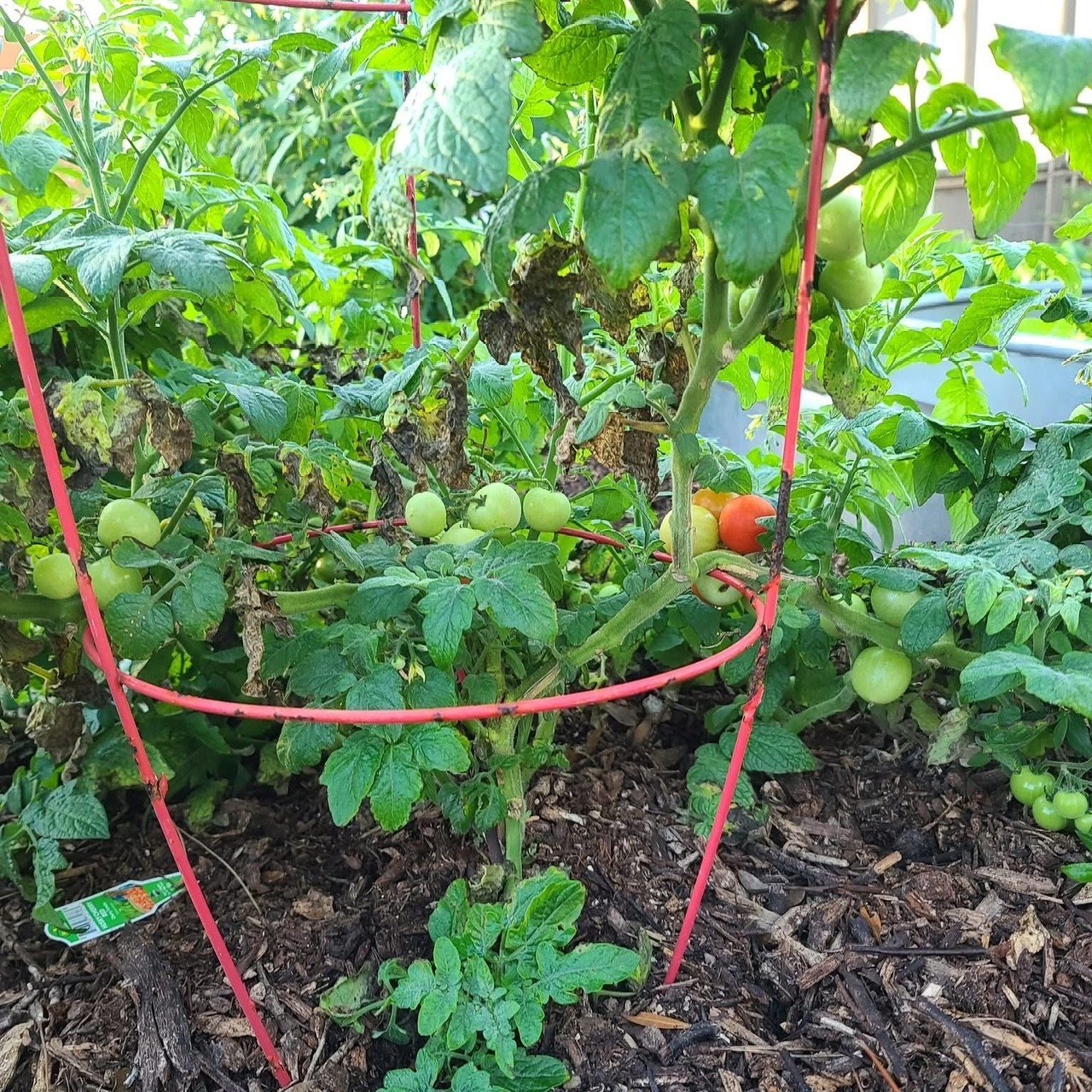 A tomato plant growing in a garden with a support cage, showing green and ripening red tomatoes, some leaves are damaged or dying.