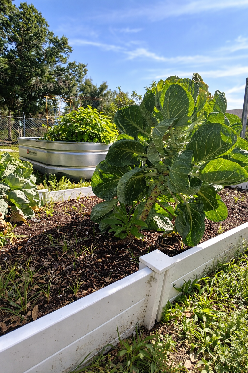 A raised garden bed with large green leafy plants, nearby smaller plants, and a compost bin or raised container in a backyard, under a blue sky with some clouds.