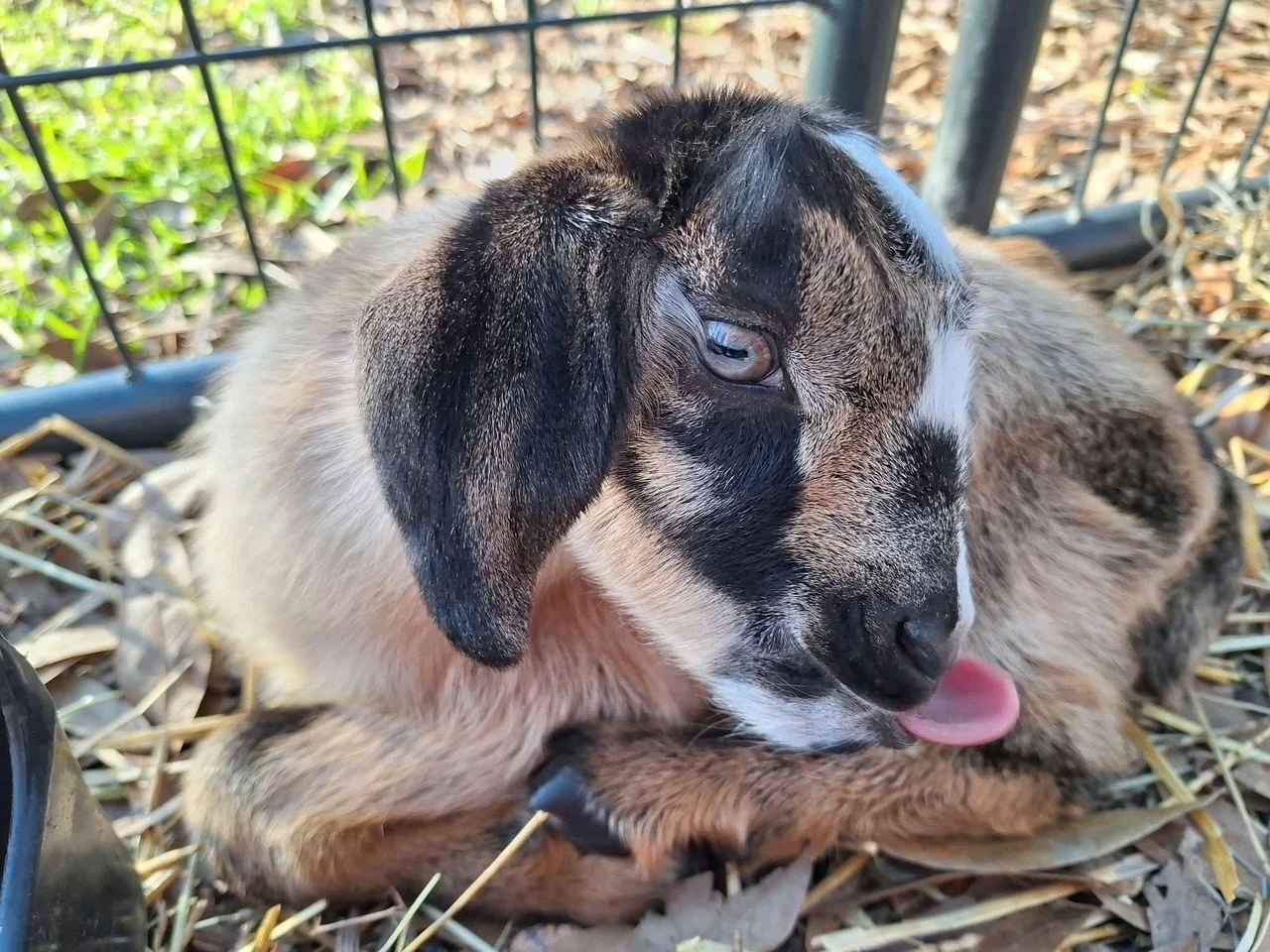 A small, adorable puppy with black, white, and brown fur lying on straw, with one paw near its mouth and tongue slightly sticking out, next to a metal fence and greenery outside.