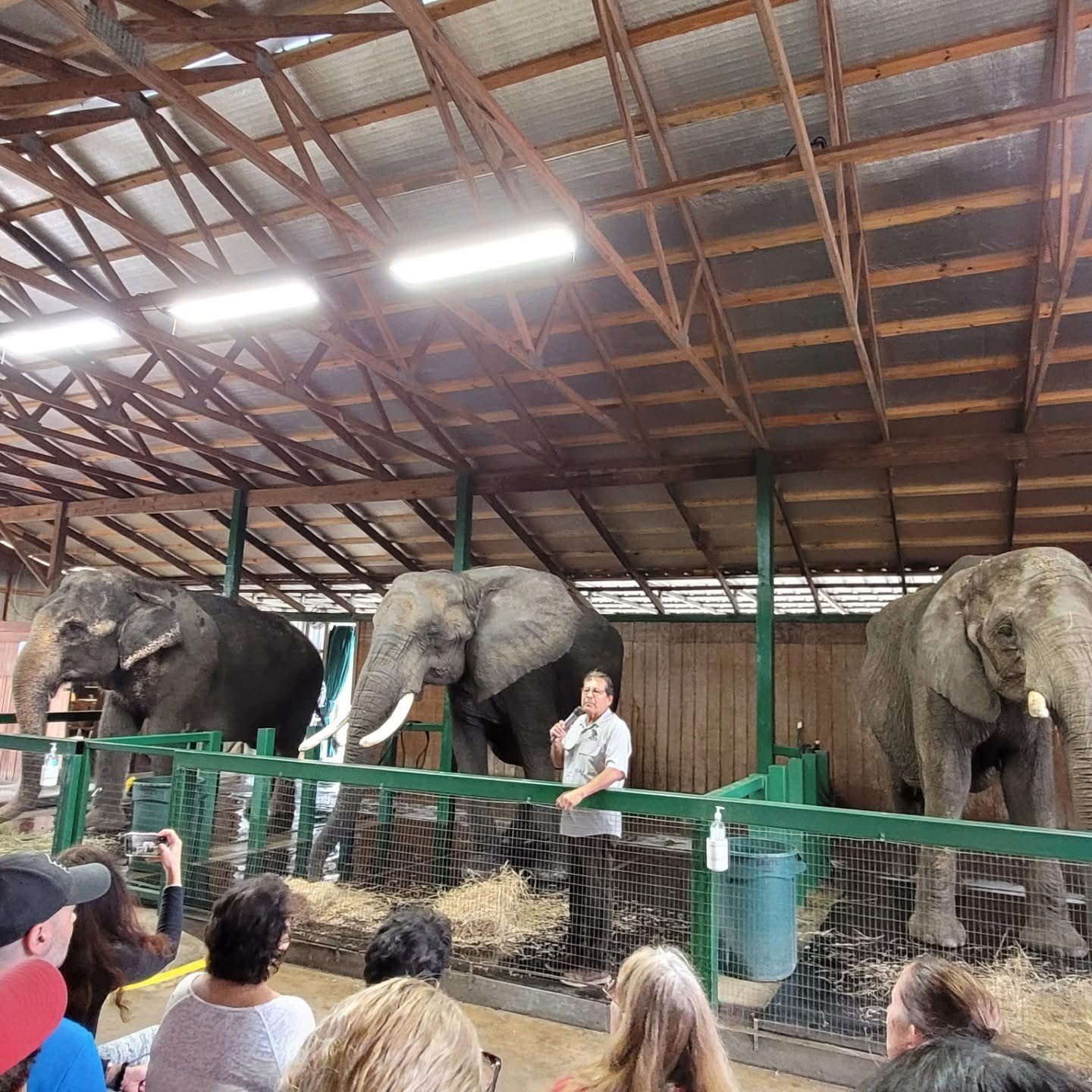 A person speaking at a zoo exhibit with three elephants behind a green fence, people sitting and taking photos in the foreground.