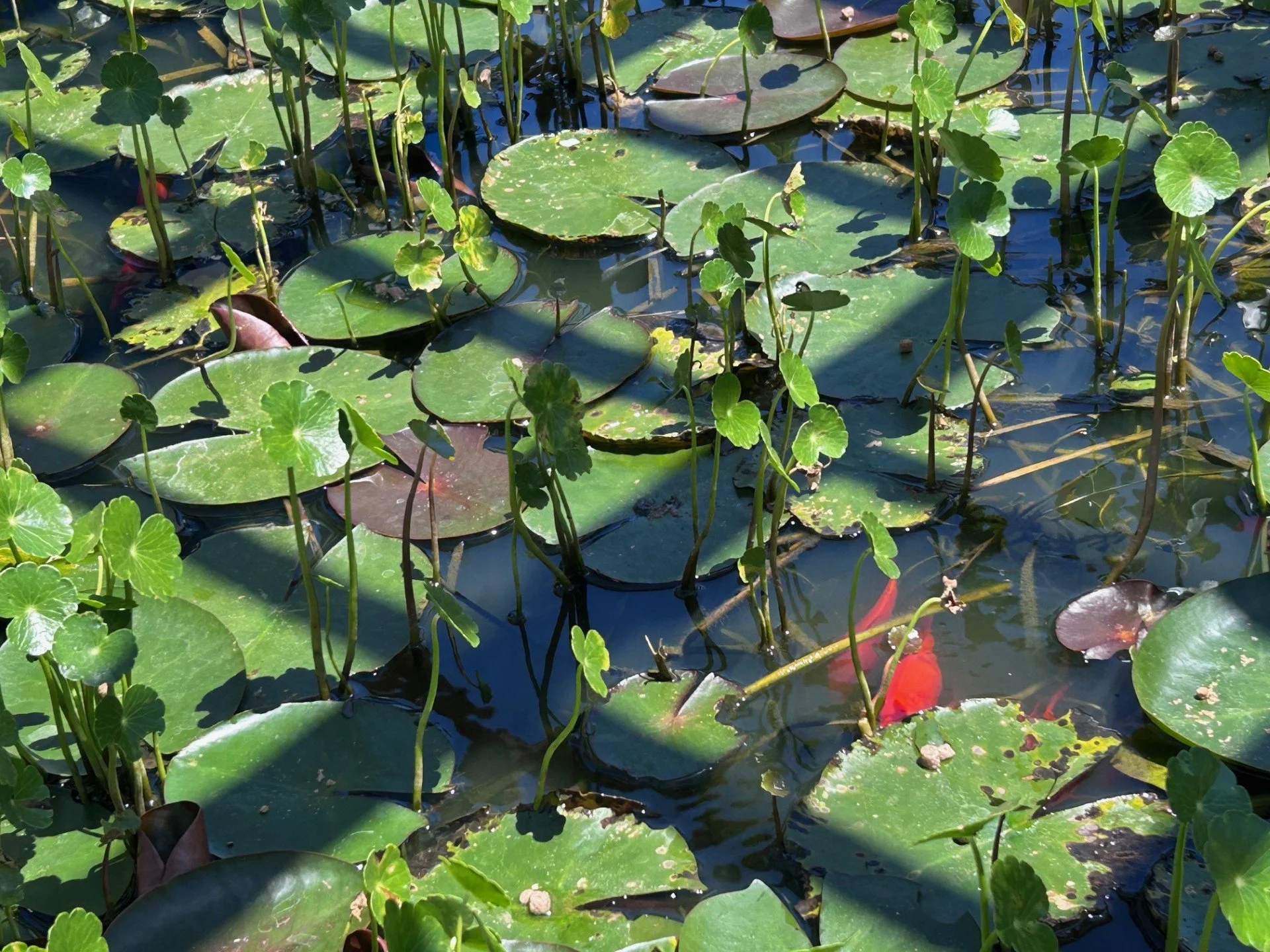 Overhead view of a pond filled with lily pads and floating aquatic plants with reflections of sunlight on the water surface.