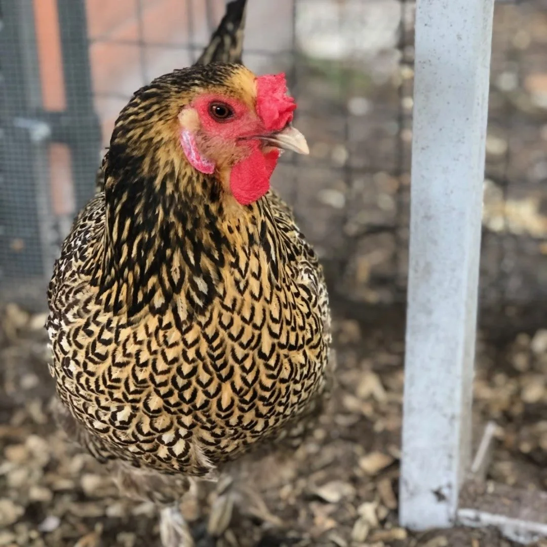 Close-up of a domestic cock with patterned black and gold feathers, red facial features, and a comb on its head, standing outside near a metal support.