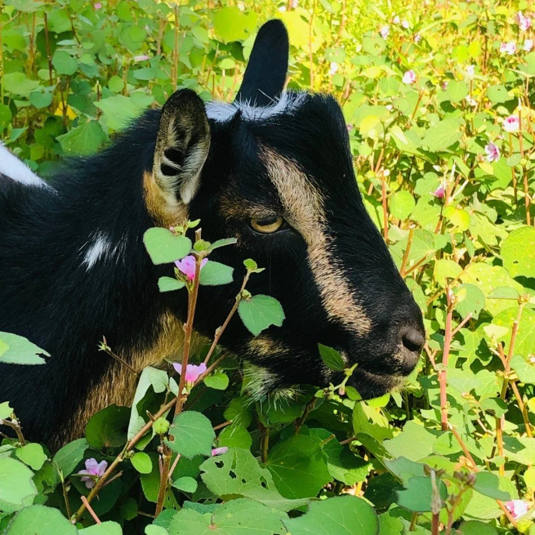 A black and brown goat with distinctive markings on its face among green foliage and pink flowers.