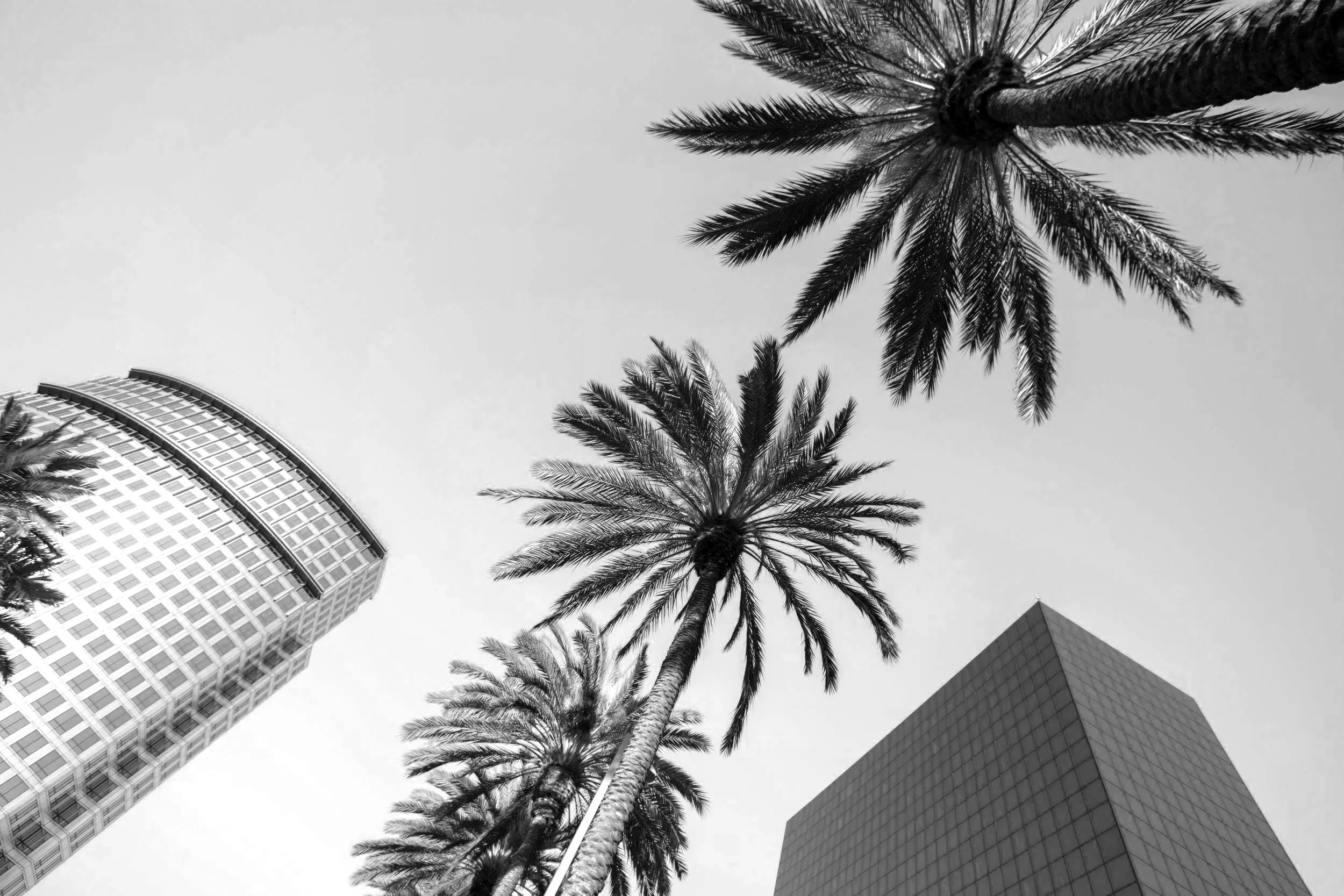 Black and white photo taken from below of tall palm trees, a curved building, and glass buildings in the background.