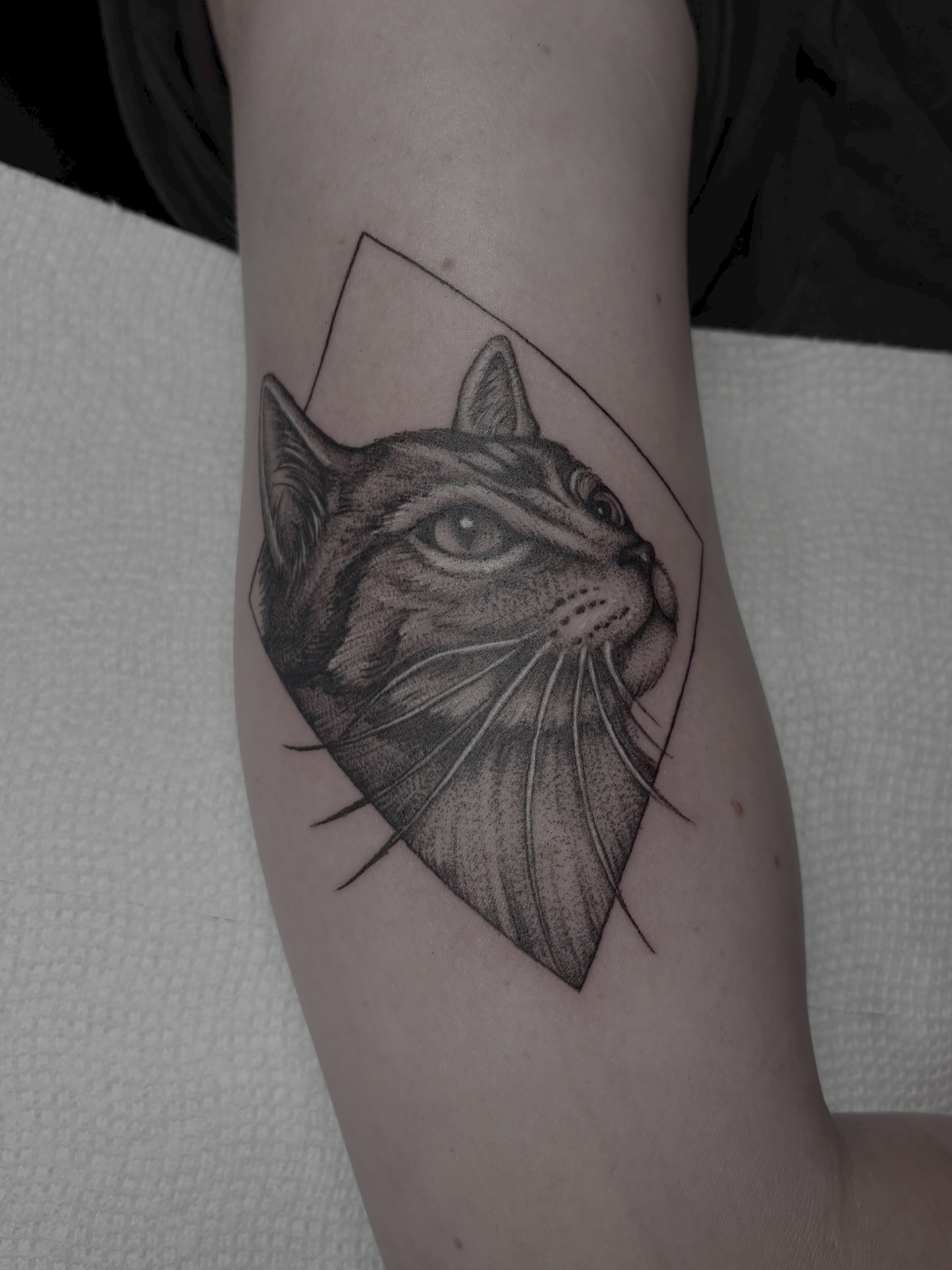A black and gray detailed tattoo of a cat's head with piercing eyes on a person's arm, outlined with a rectangular frame.