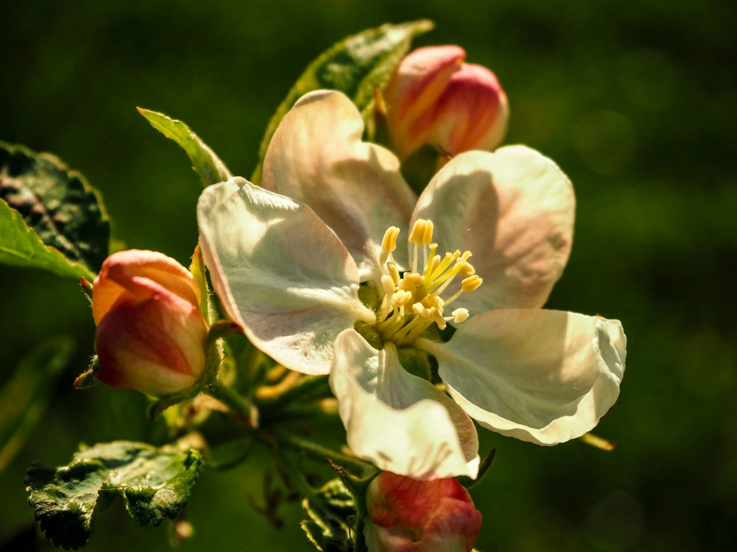 Blooming white flower with soft rose buds surrounding