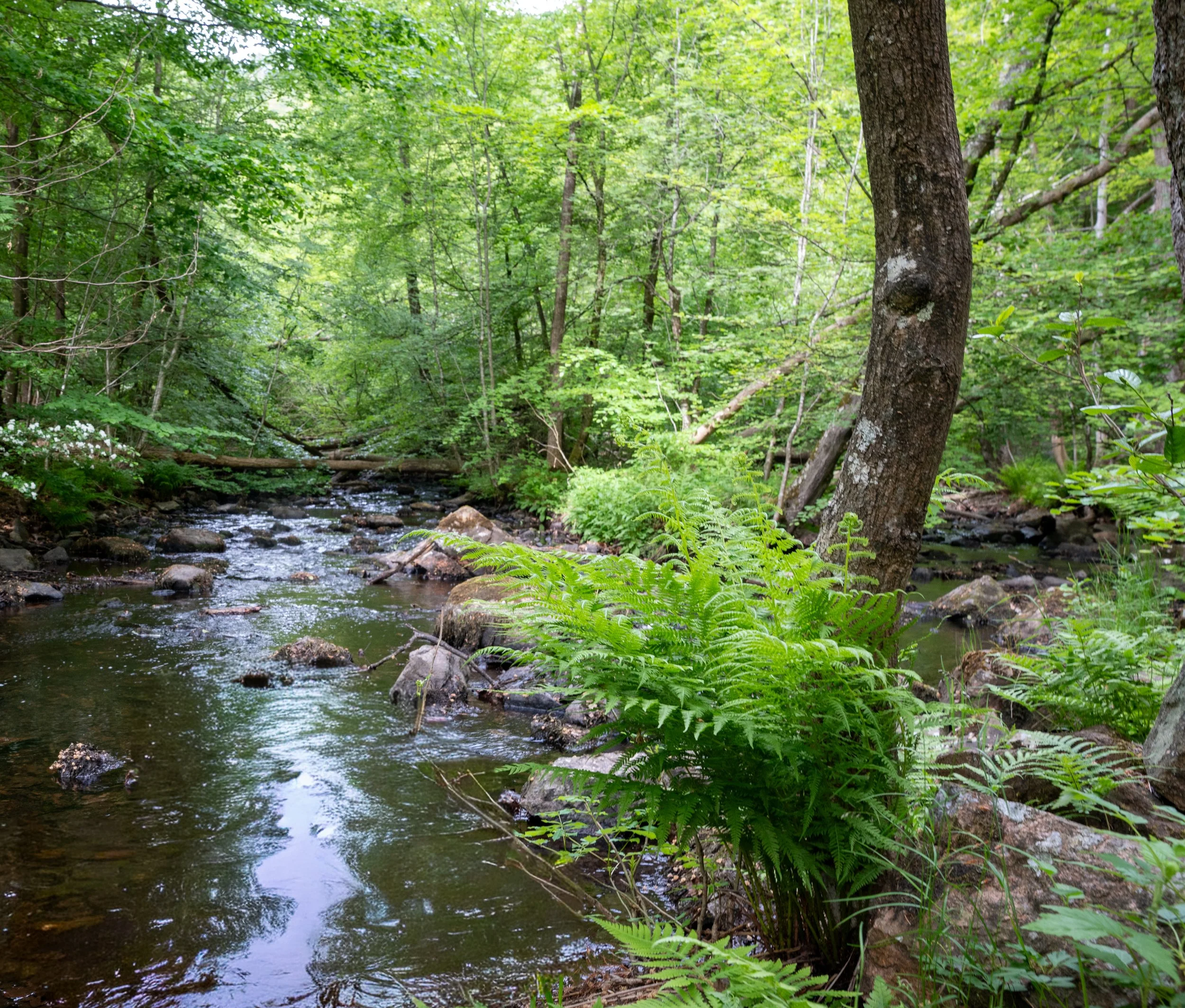 The rift valley in Söderåsens National Park