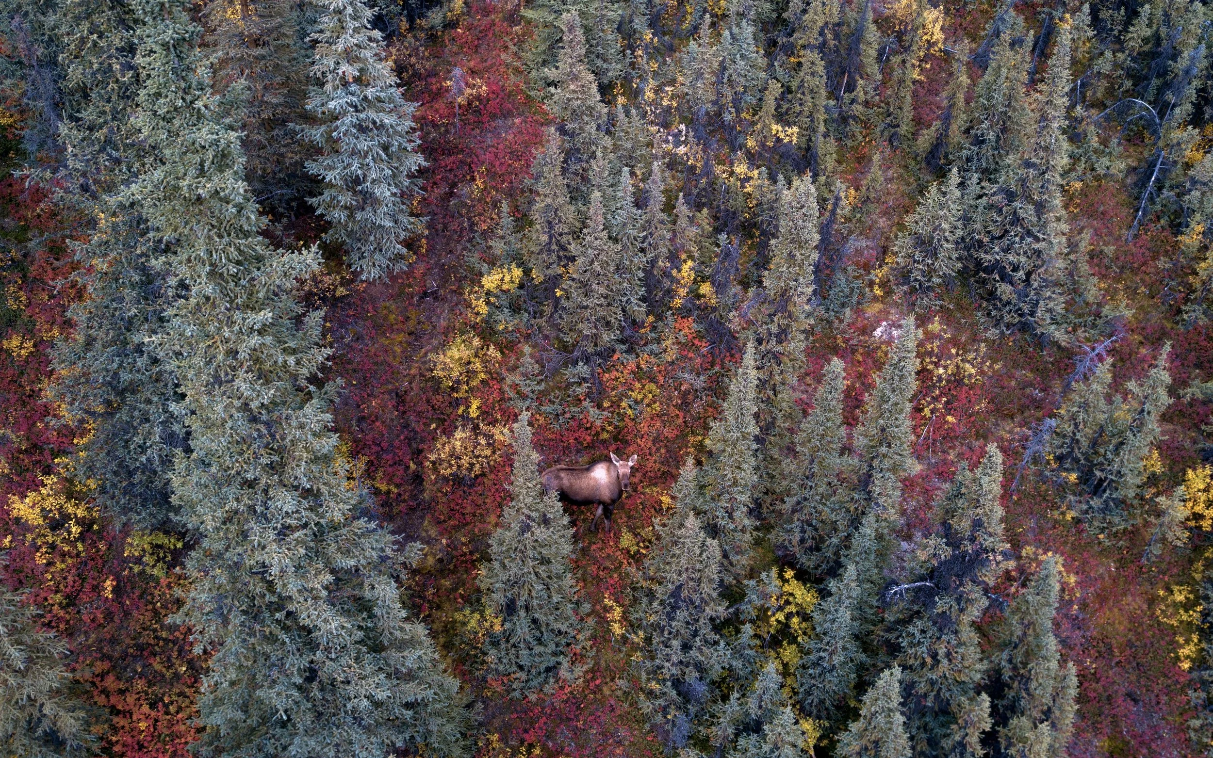 Species monitoring