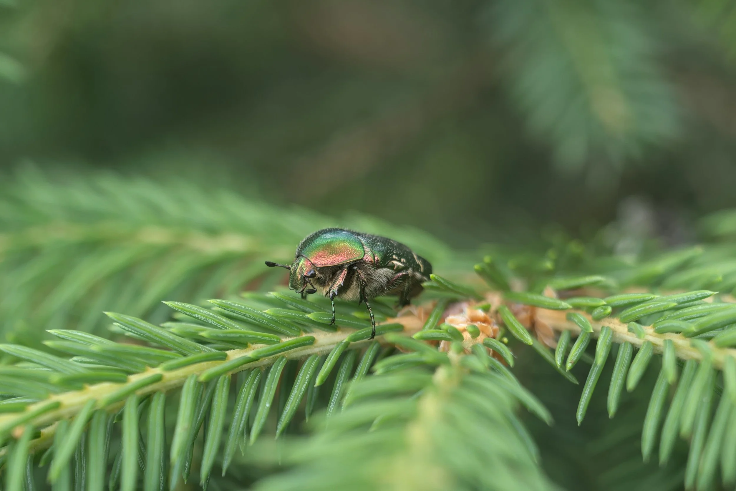 Phenology