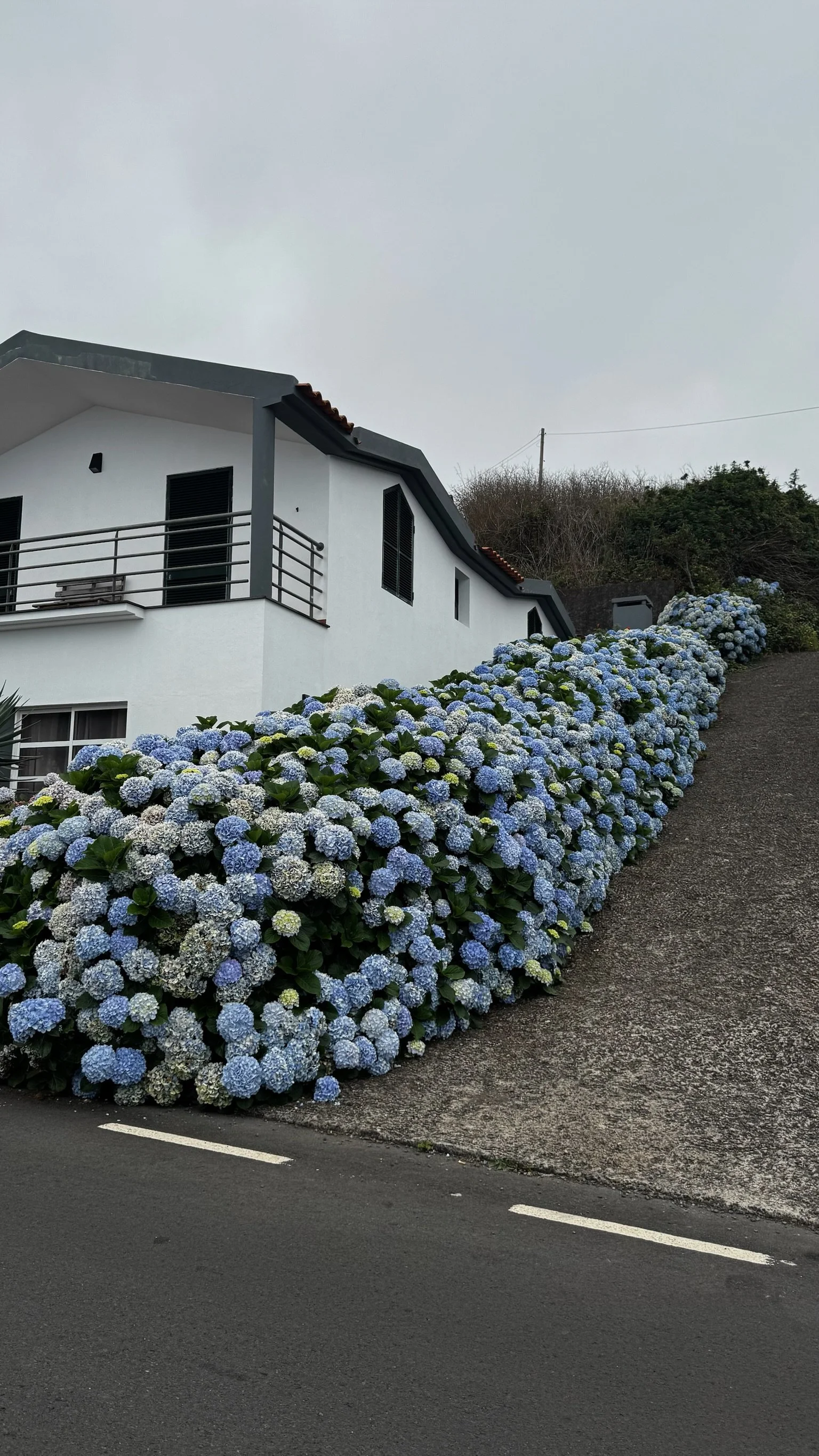 Hydrangeas everywhere