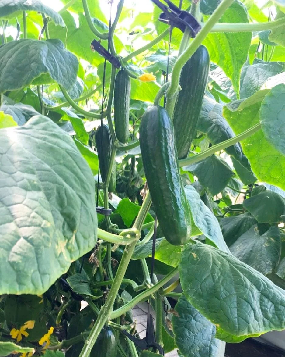 Eat locally grown produce 🥒

Did you know that eating local produce has more nutrients? Local food has a shorter transit time between the farm and your table, and so less likely for the nutrient value to diminish. Food imported from far-away countri