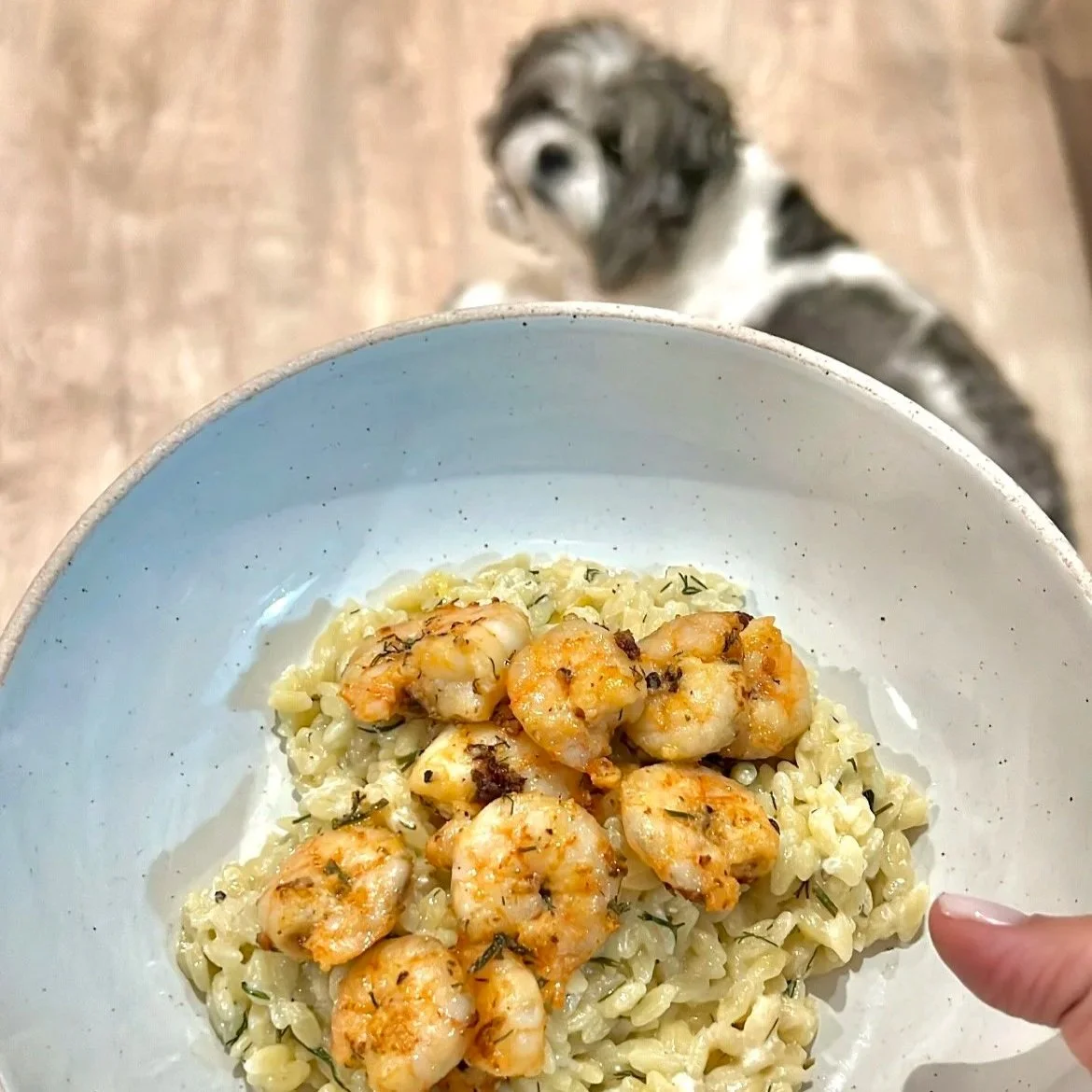 Shrimp Orzo
