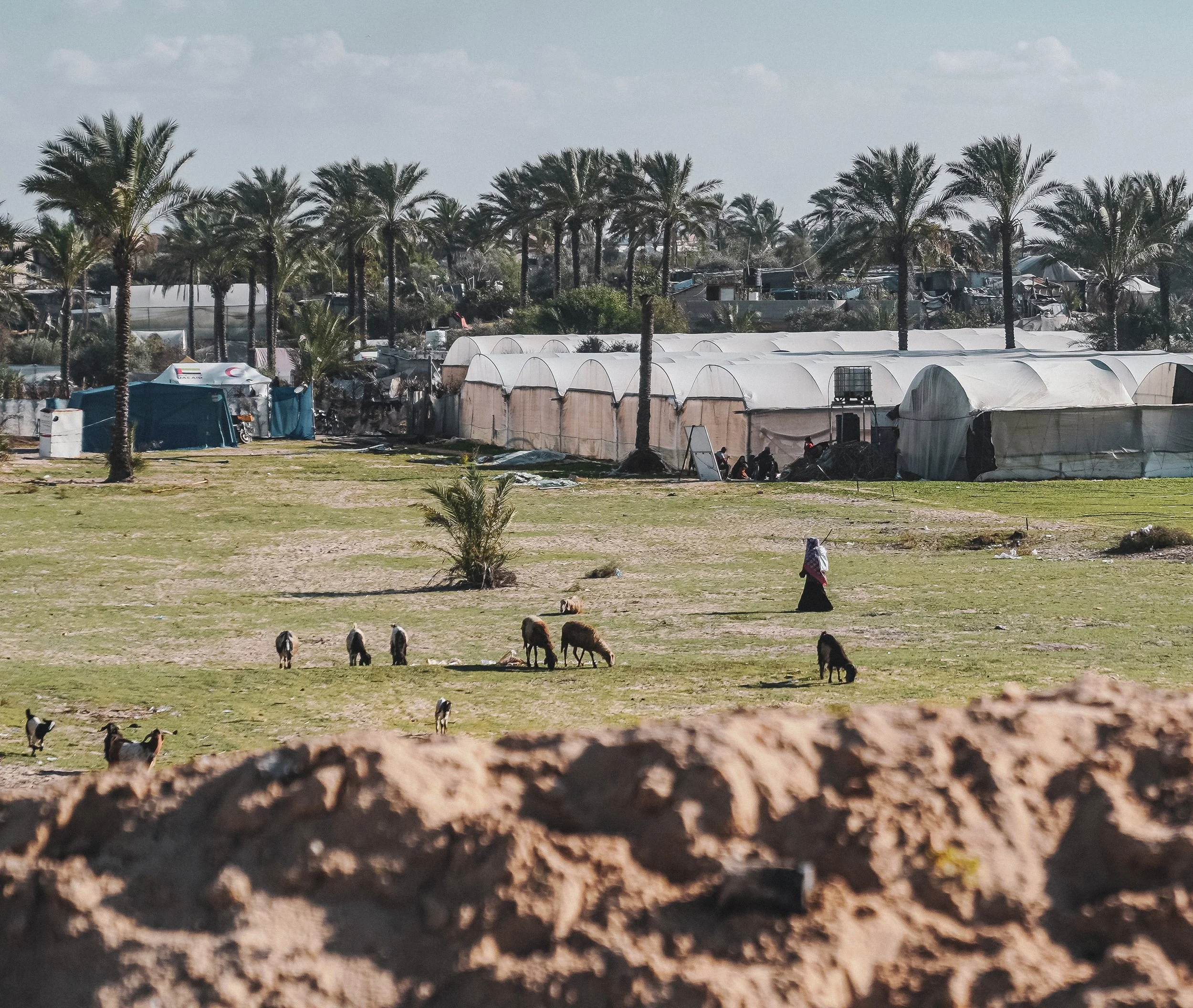 Green field in Gaza with goats and small plants, palm trees, and structures in the distance.