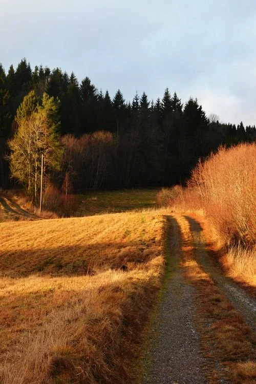 Dirt path running through a grassy field with trees on both sides, leading toward a forest in the distance under a cloudy sky.