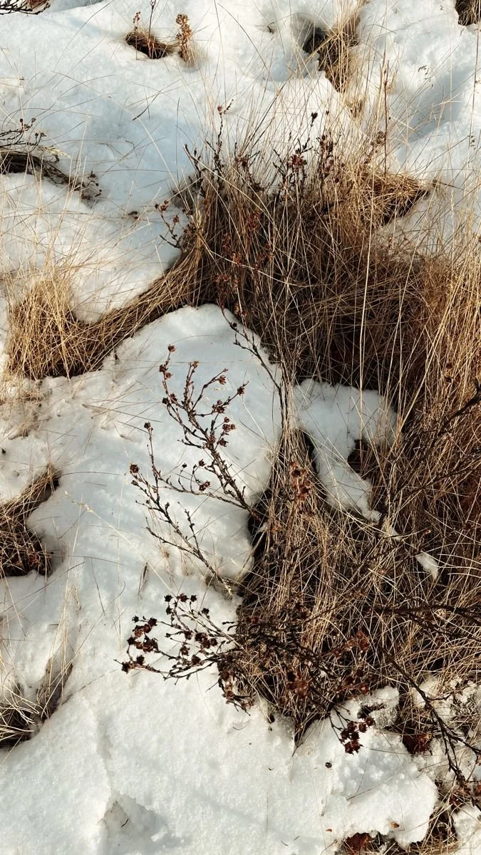 Snow-covered ground with dry grass and small leafless plants.
