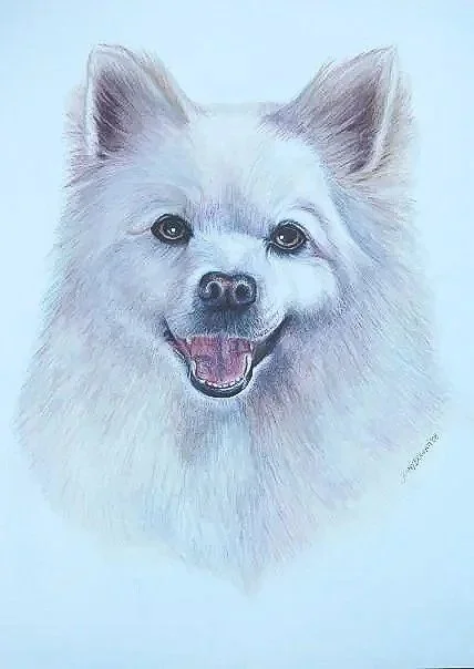 Drawing of a smiling Pomeranian fluffy white dog with erect ears and dark eyes, set against a light background.