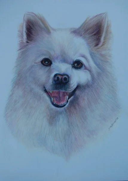Pet Portrait Commission