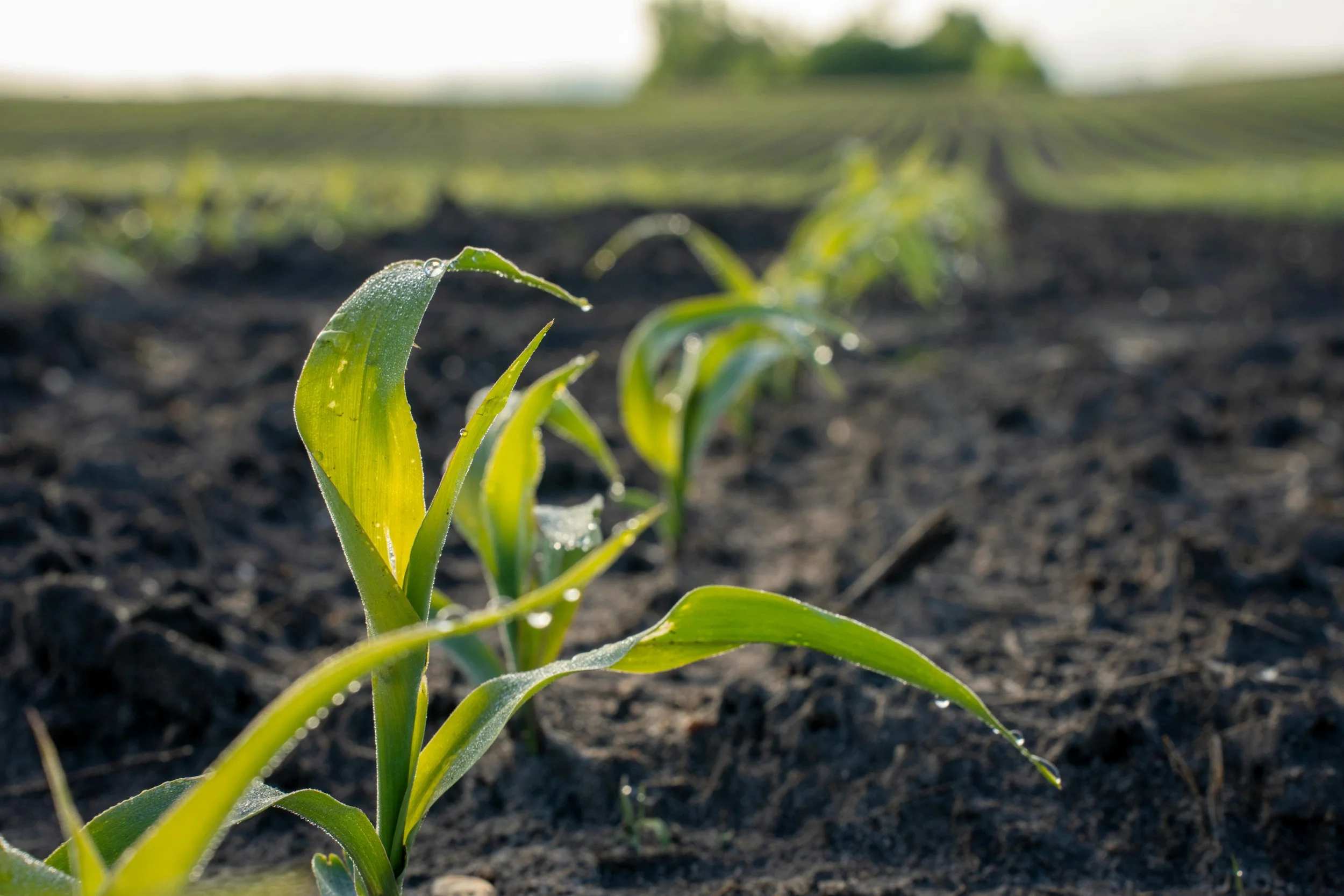 Crop Seed