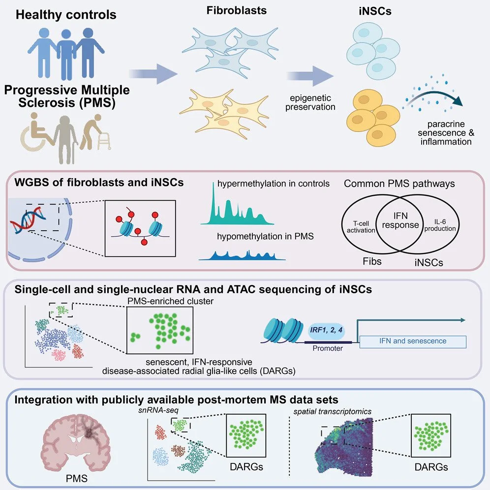 Diagram showing the progression of multiple sclerosis (MS) from healthy controls to progressive MS, highlighting cellular and molecular changes, including fibroblast and iNSC behavior, epigenetic modifications, and genetic sequencing data integration.