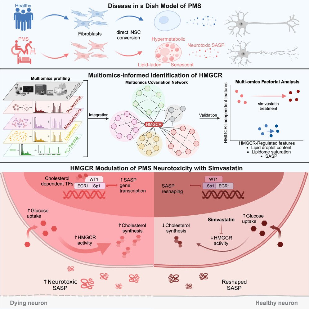 Diagram showing the disease in a dish model of PMS, with healthy and PMS-affected fibroblasts, neurotoxic SASP, and lipid-laden senescent cells. Multiomics profiling and covariation network analysis of HMGCR are presented, highlighting the effects of simvastatin treatment, which modulates PMS neurotoxicity by influencing cholesterol-dependent transcription, cholesterol synthesis, and HMGCR activity, leading to changes in neurotoxic SASP and neuron health.