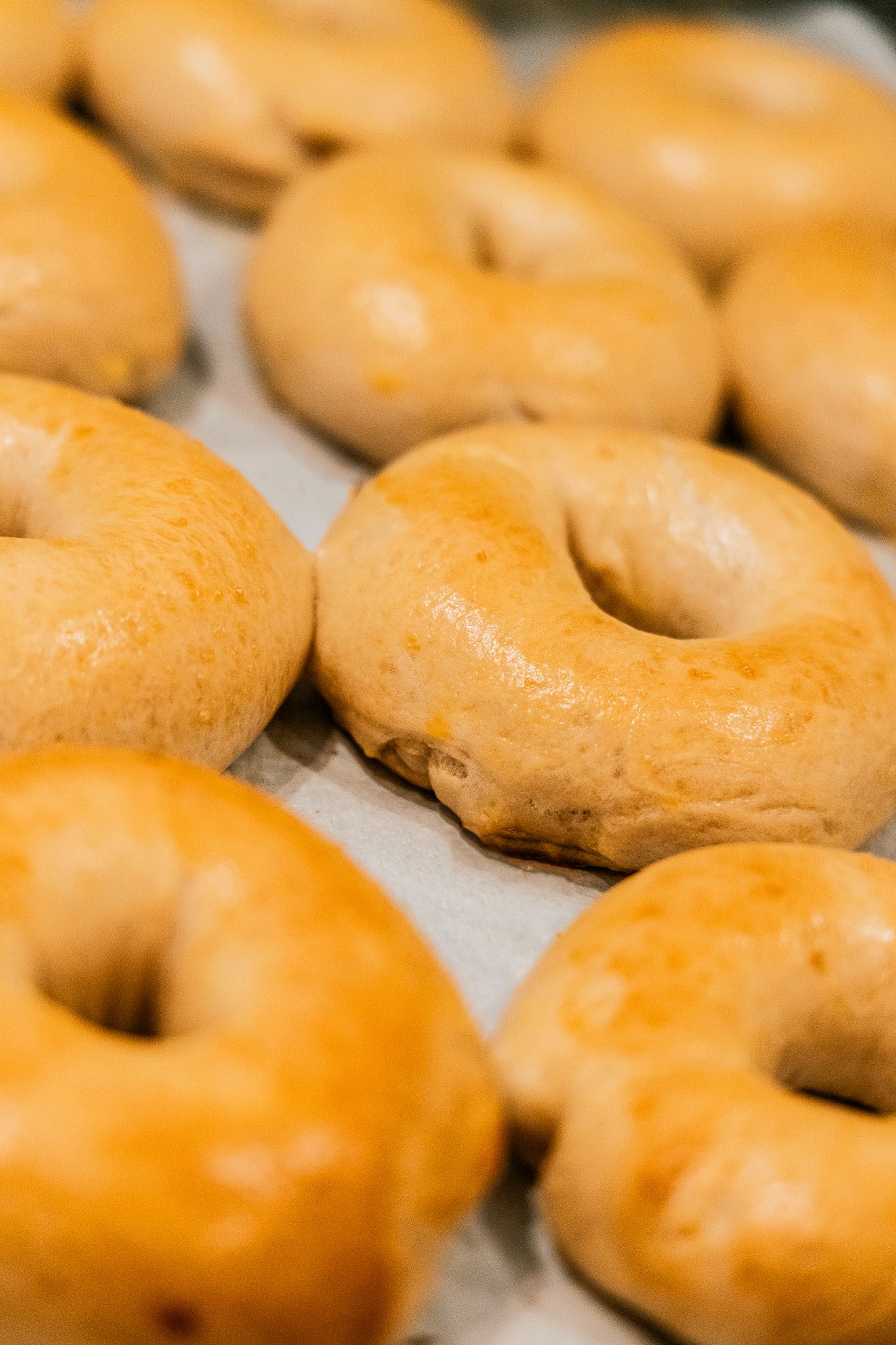 Close-up photo of fresh bagels cooling while arranged on a sanitized baking tray.