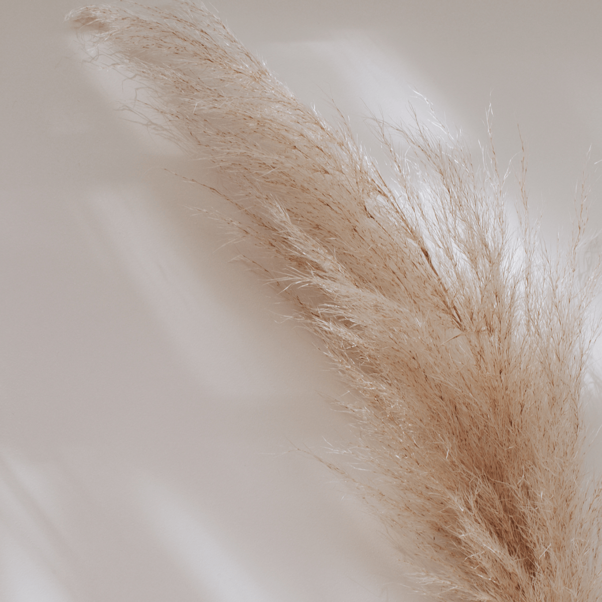 Medspa Services Near Me WA 2081