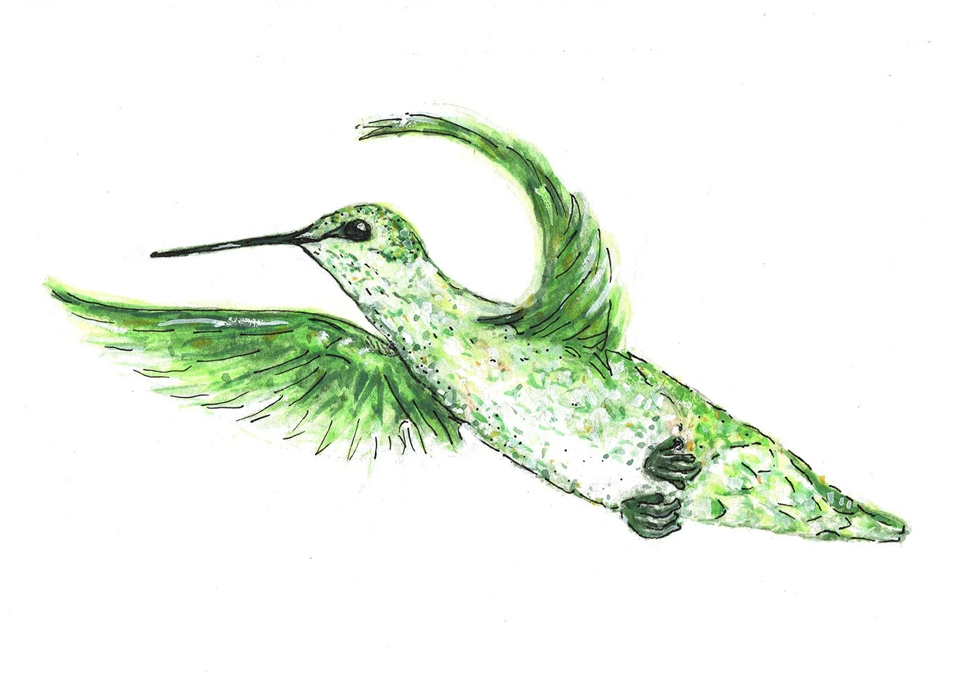 HummingBird low res.jpg