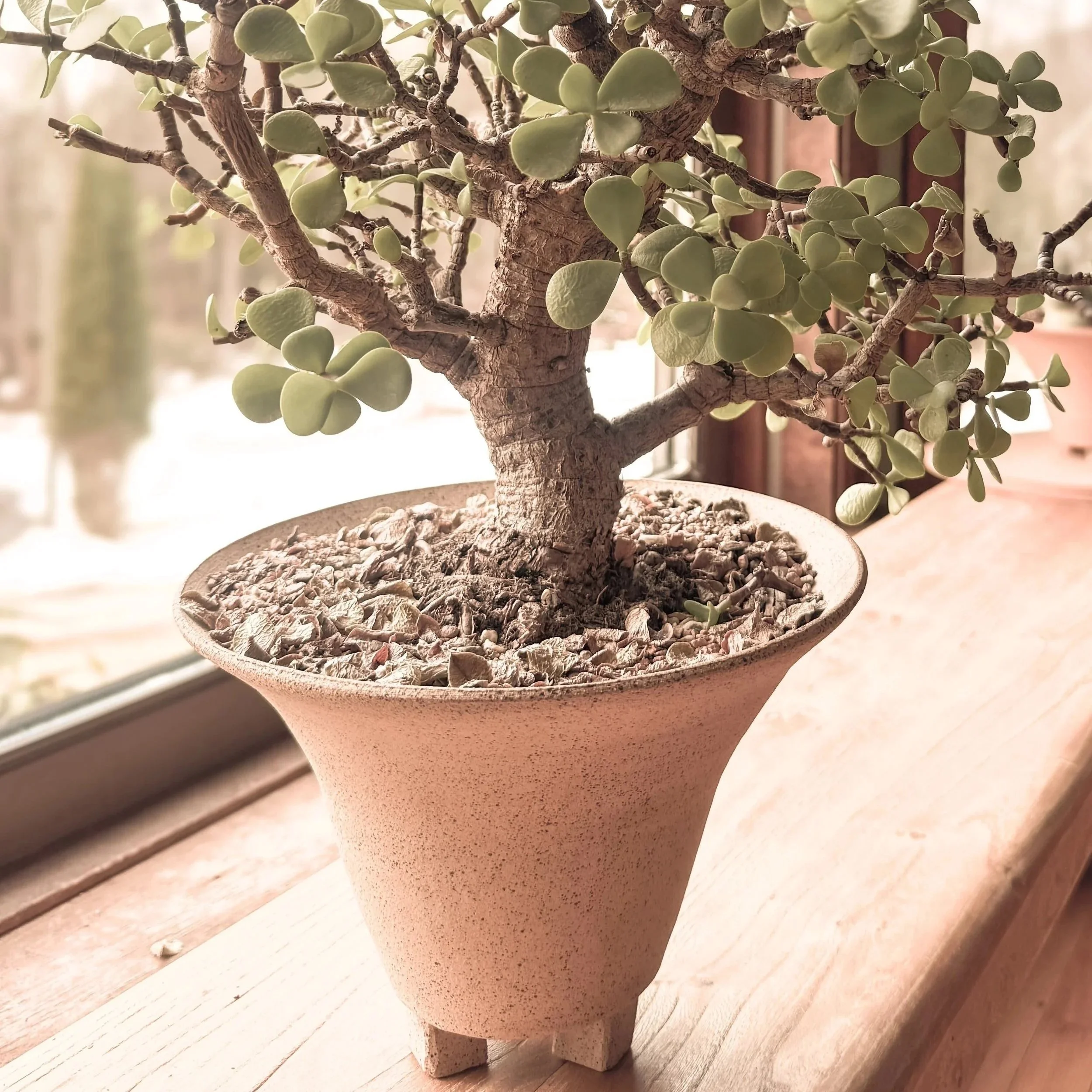 Close-up of a potted succulent plant with thick, rounded, green leaves and a textured, woody stem, placed on a wooden surface by a window.