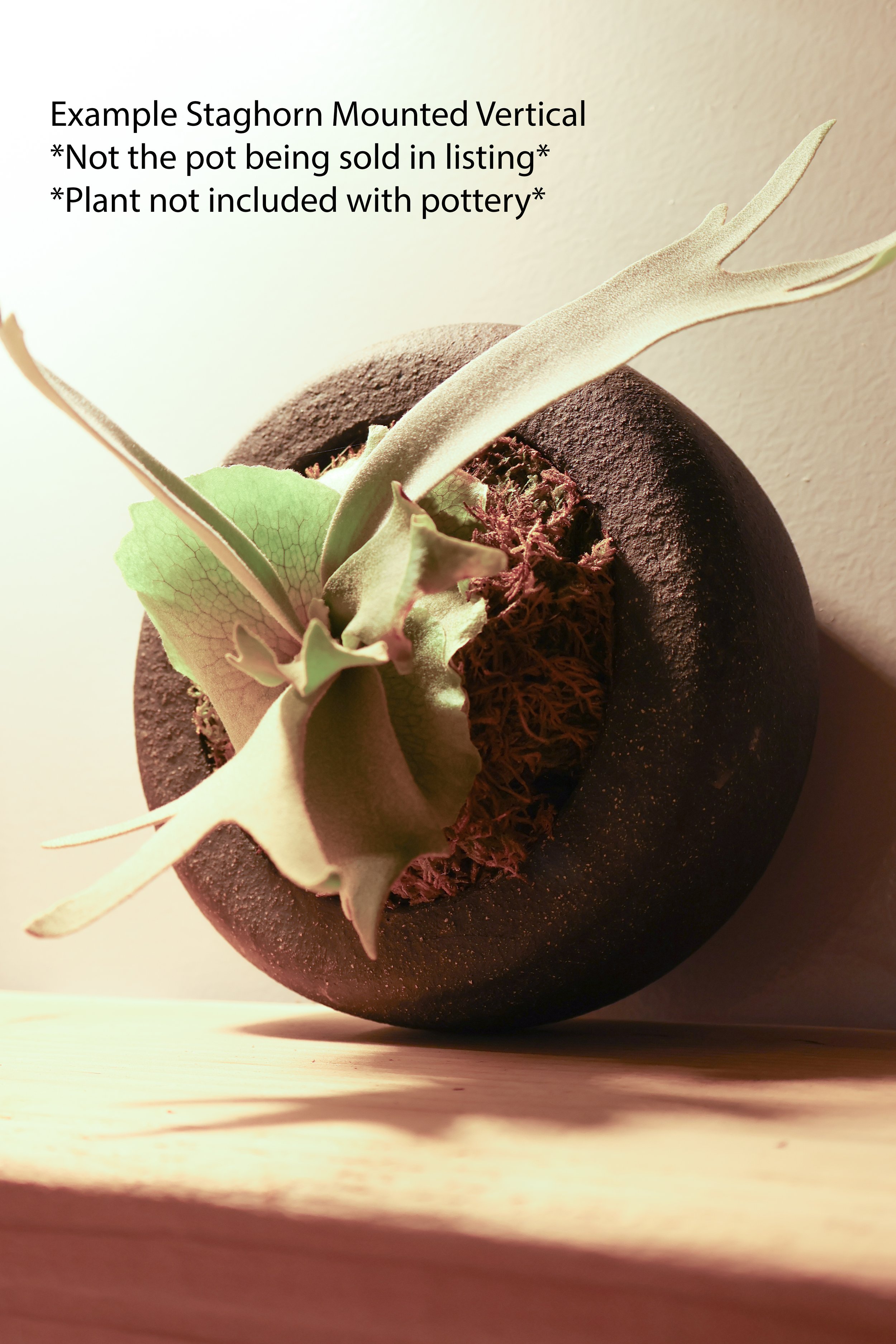 Example_Staghorn-7.jpg