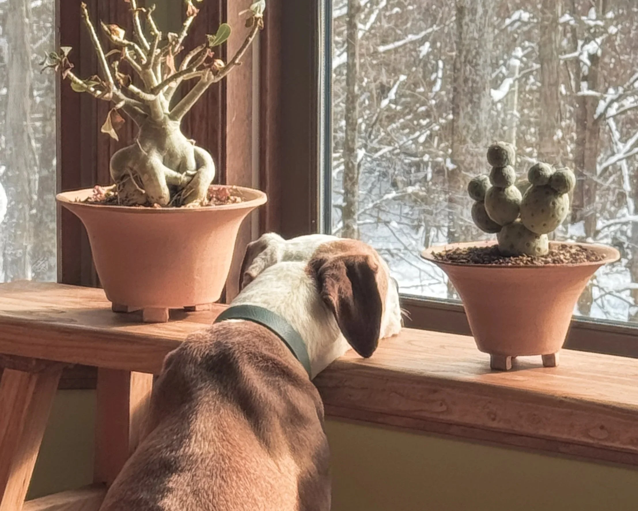 dog looking out a windowsill at winter trees with snow, with a potted plant with twisted branches and a cluster of round, possibly cacti, also on the windowsill.
