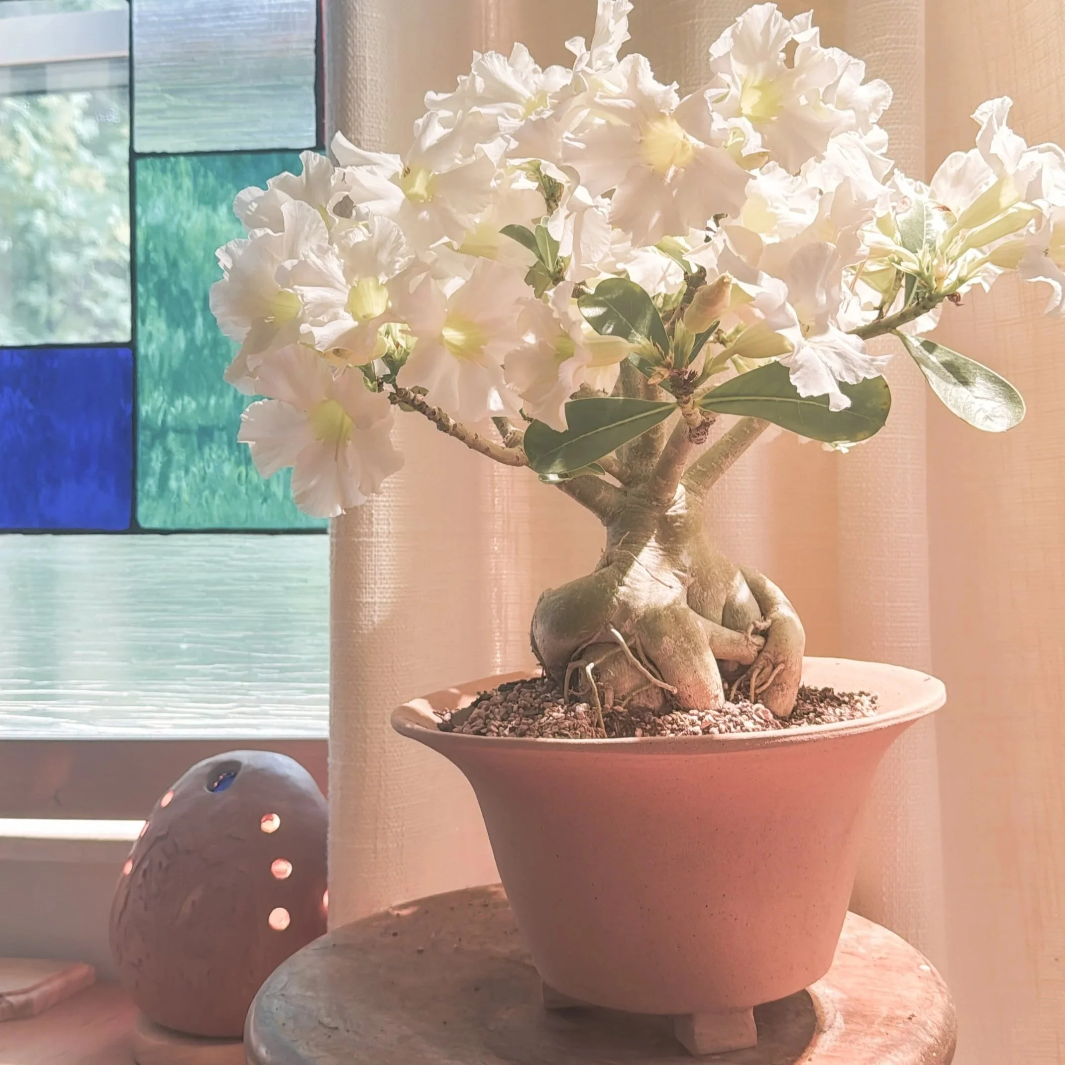A decorative plant with white flowers in a ceramic pot placed on a round pedestal, with a stained glass window in the background.