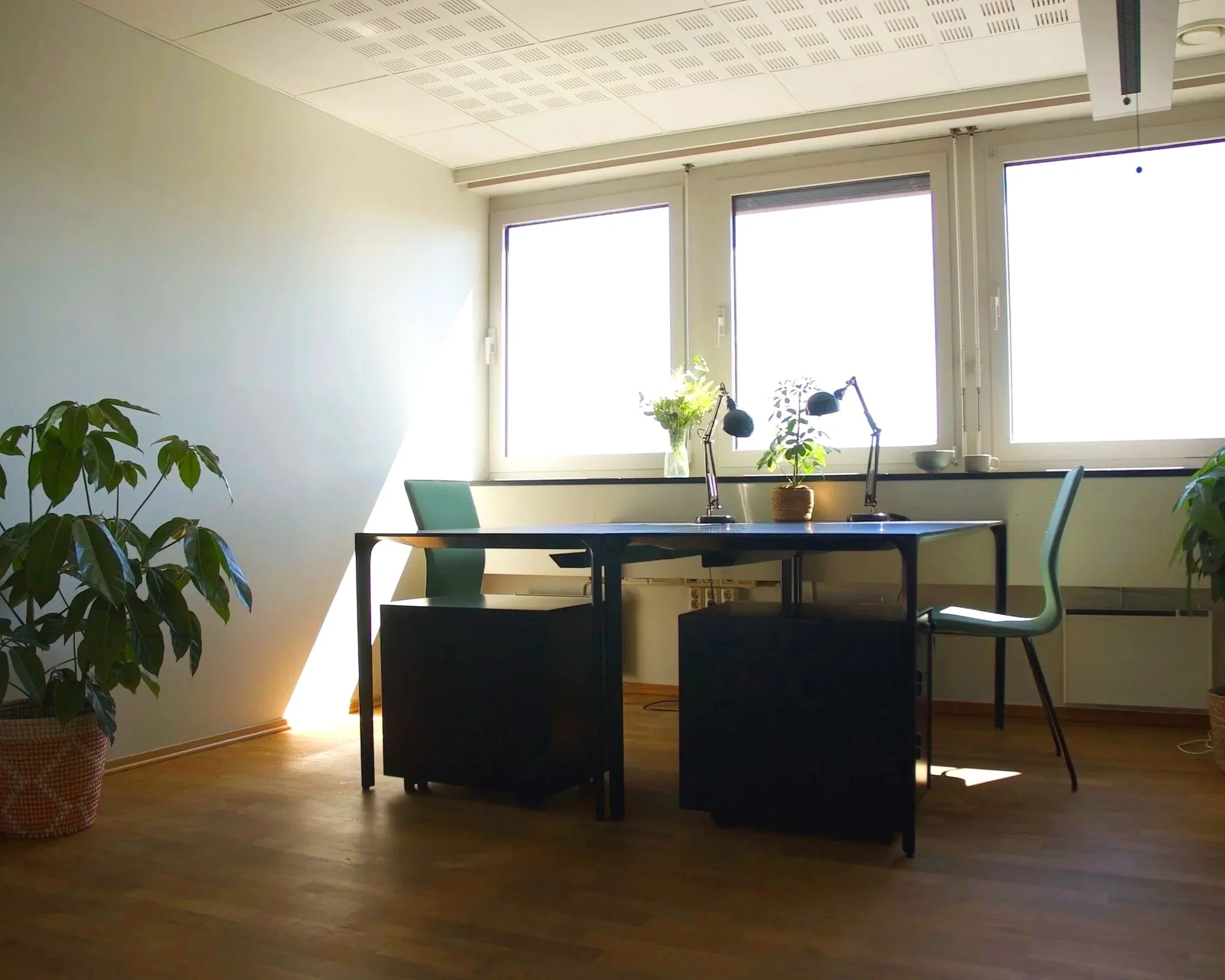 Office space for rent with a desk, two green chairs, plants, large windows, and sunlight at CONOS - located in central Oslo.